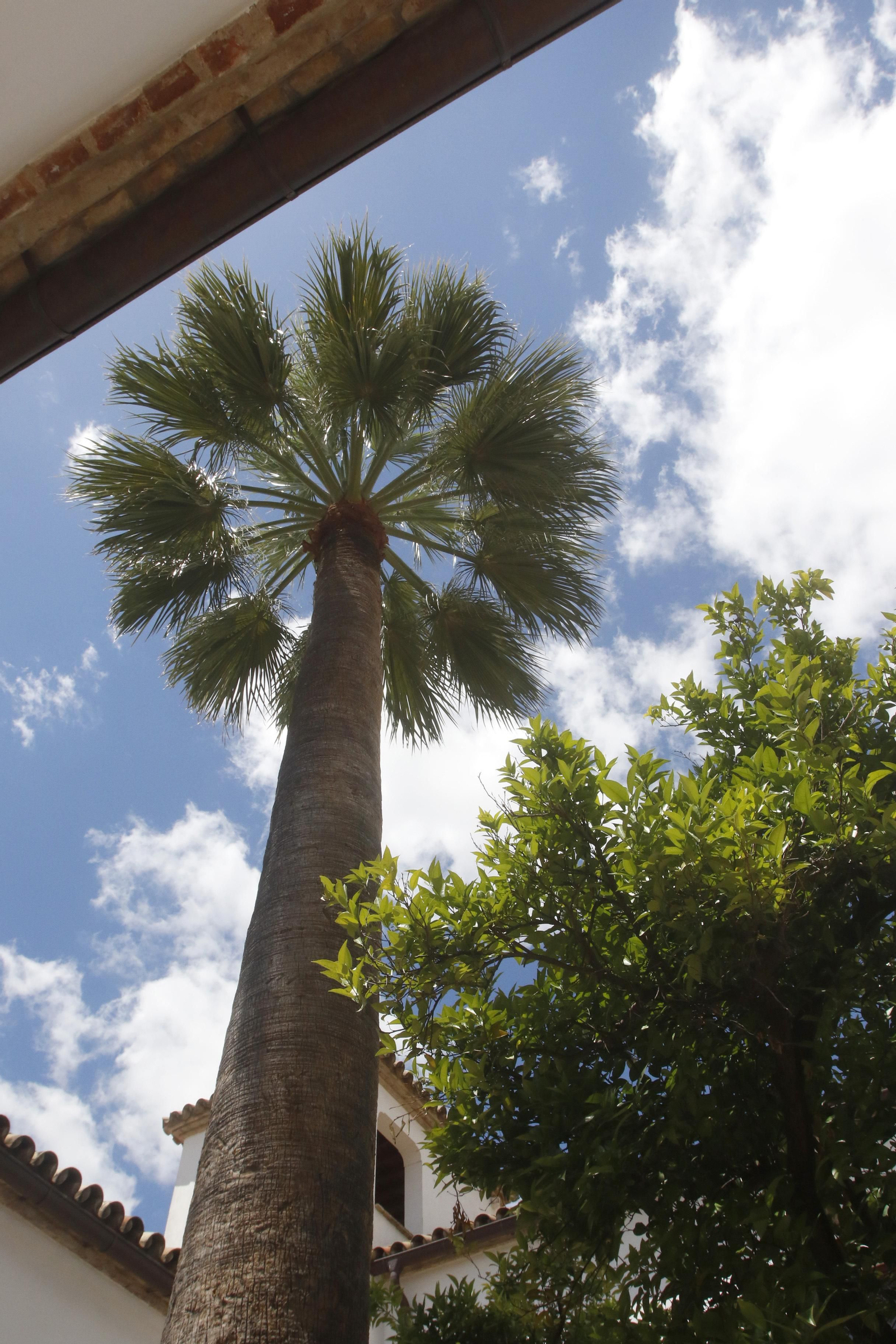 Ruta Judería - San Francisco de los Patios de Córdoba, en imágenes
