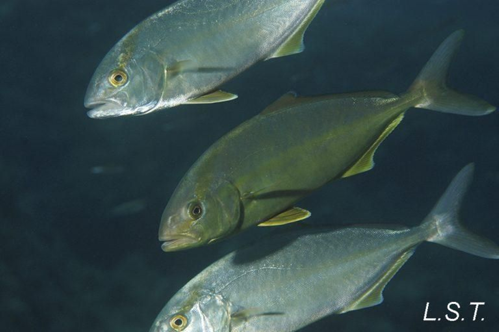 Ejemplares pez limón.