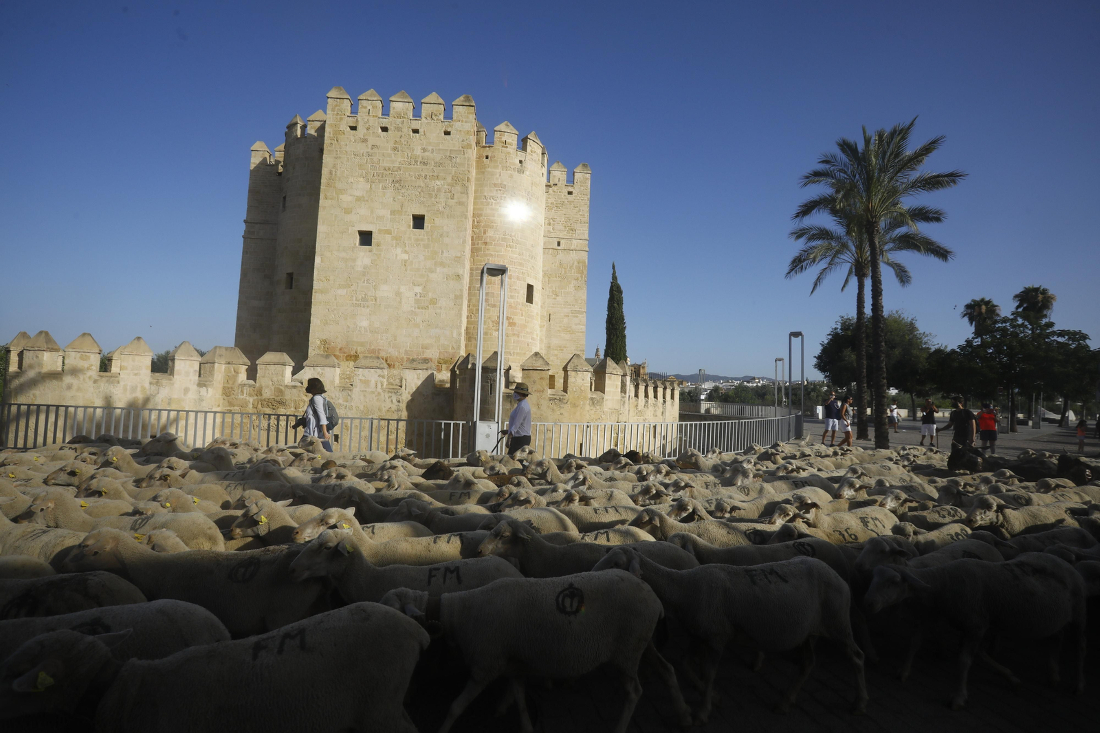 El paso de las ovejas de la ganadería Las Albaidas por Cordoba, en imágenes