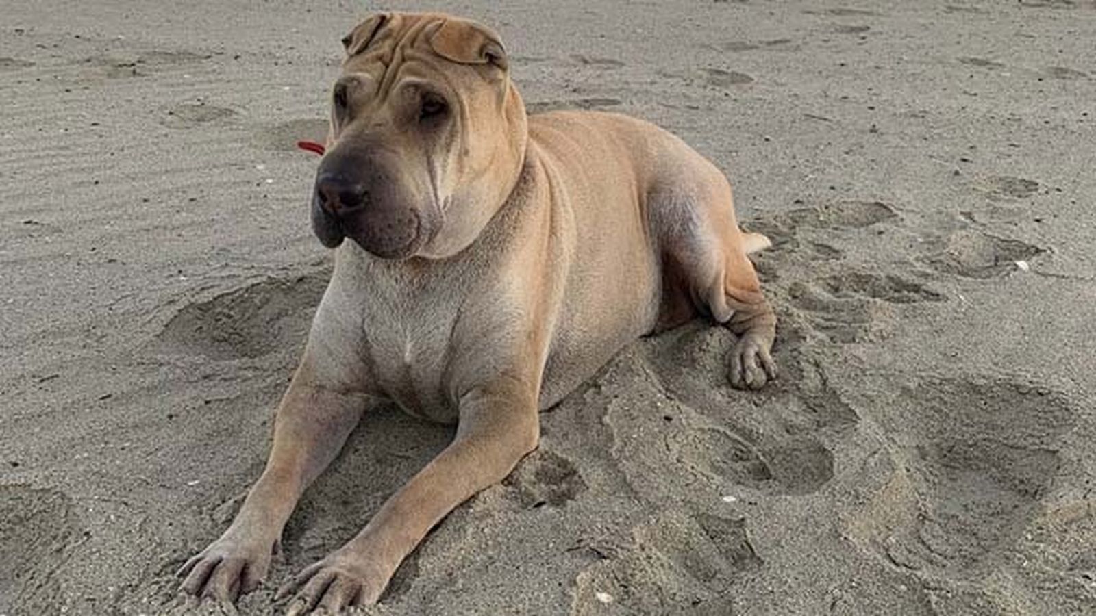 Kira, la perra perdida desde el 31 de diciembre en La Estación de San Roque.