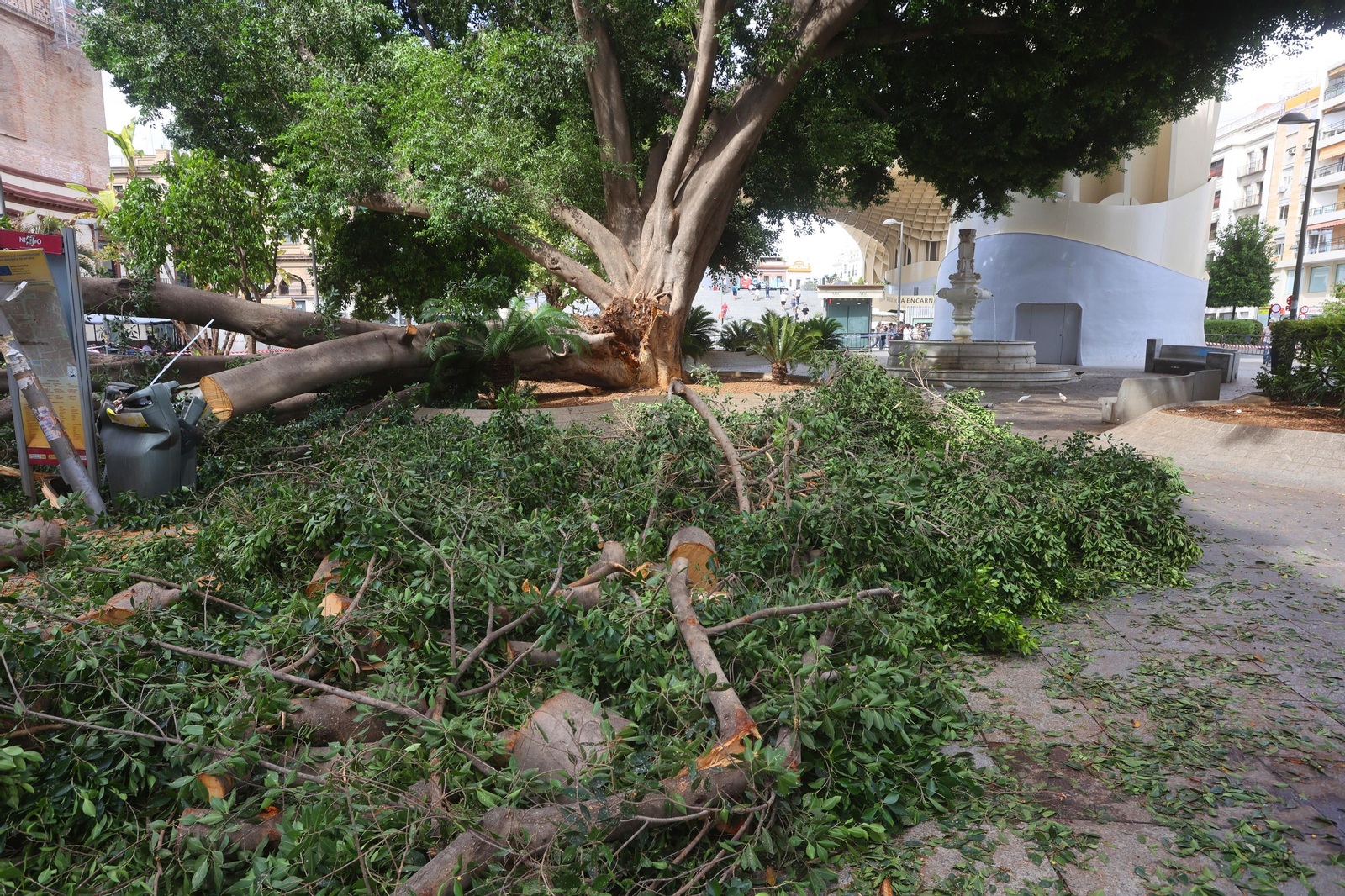 Se cae un árbol en la Encarnación