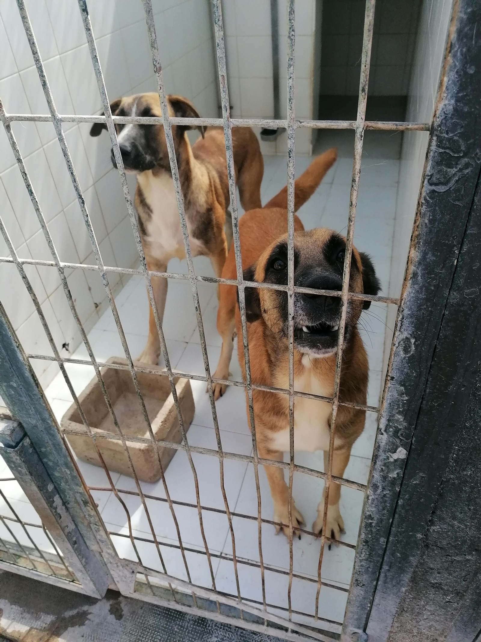 En la mayoría de las celdas, van dos perros. Los hay de distintos tamaños, razas, pelo y personalidades.