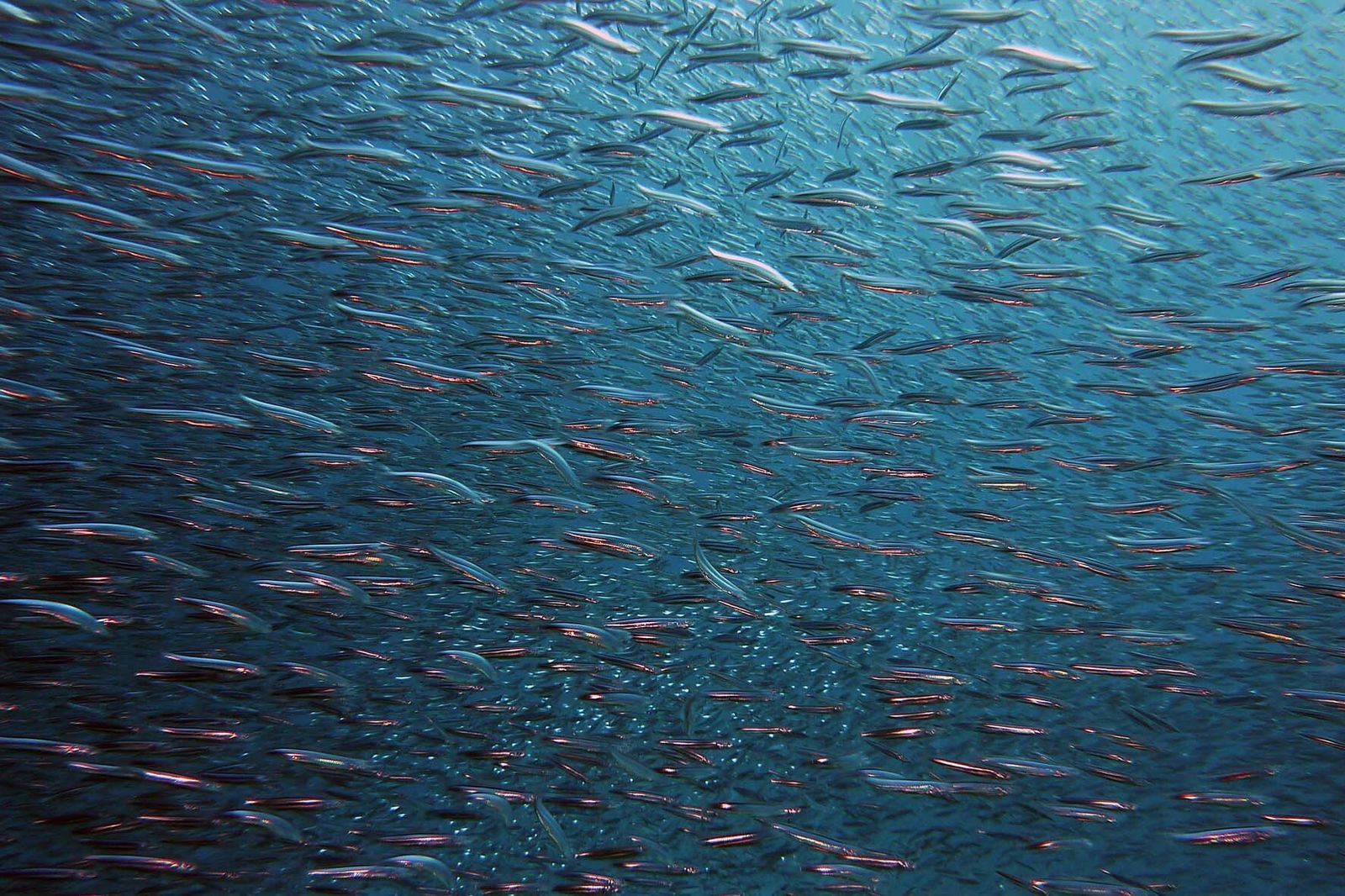 Los frutos de su trabajo se ven reflejados en publicaciones de revistas de máximo prestigio científico.