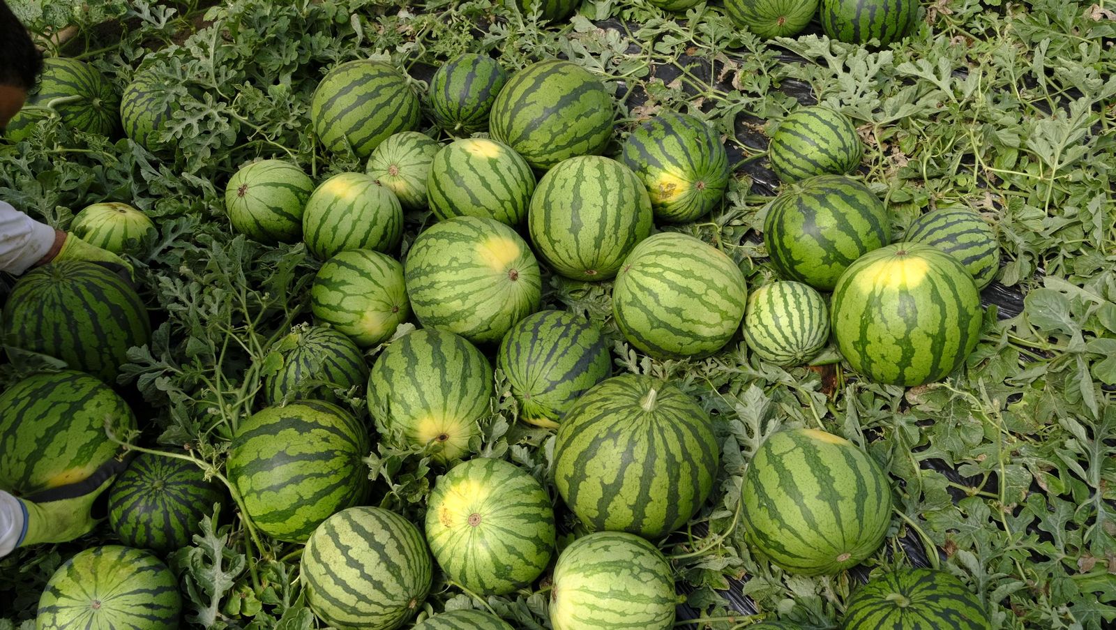 Imágenes de las primeras sandías que salen de Almería esta campaña