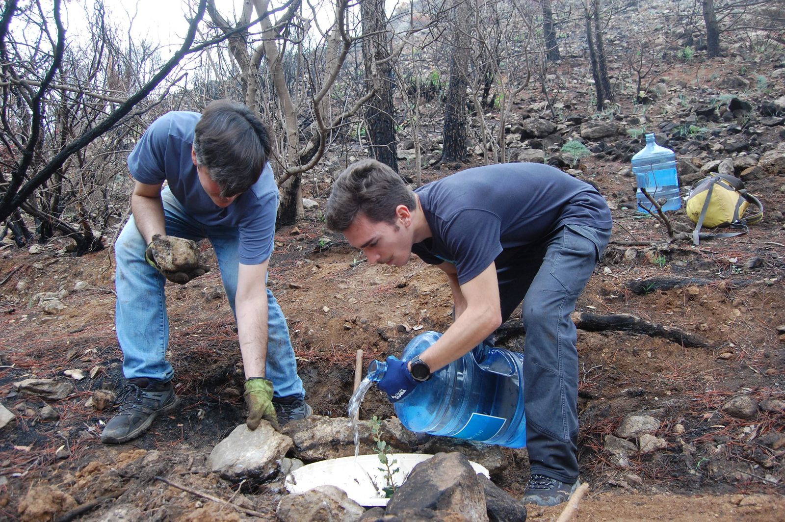 La plantación de un árbol mediante el sistema de 'waterbox'.