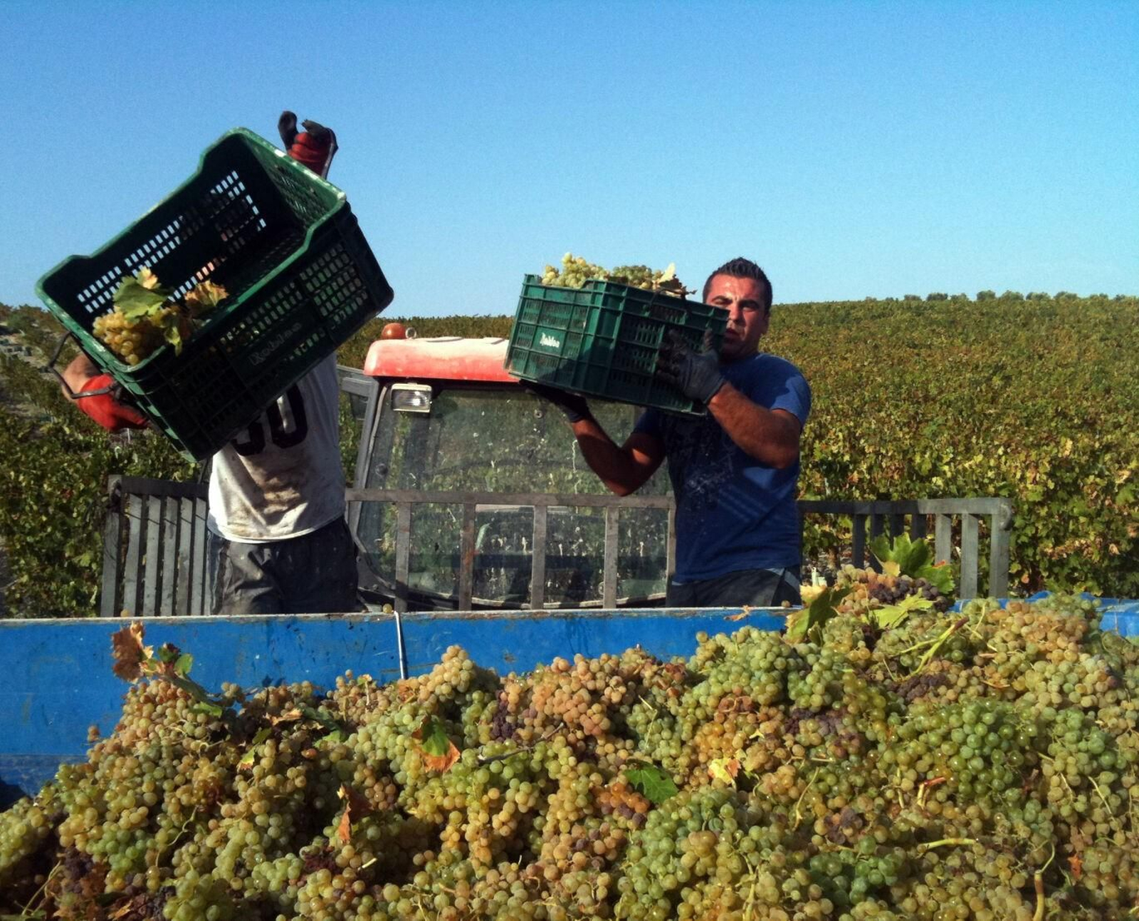 Imágen de la vendimia en la Bodegas Robles, de la denominación de origen Montilla-Moriles