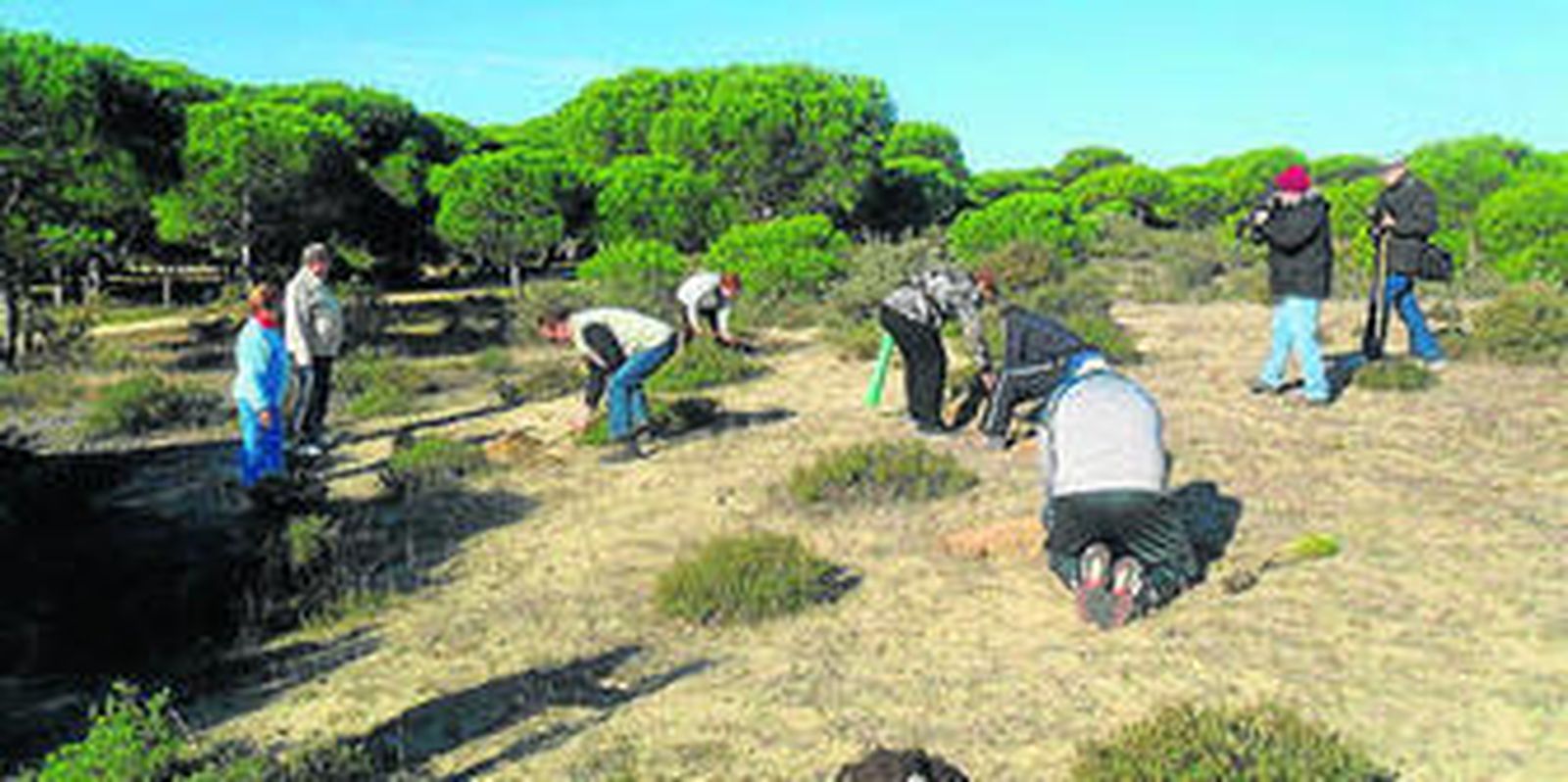 Varios voluntarios trabajan en labores de recuperación de enebros.