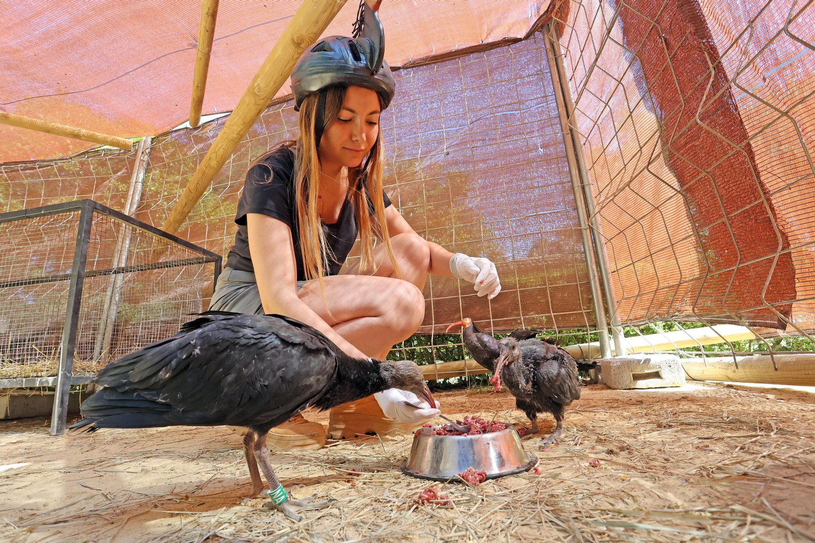 Imágenes de los ibis eremitas de Jerez a Cataluña