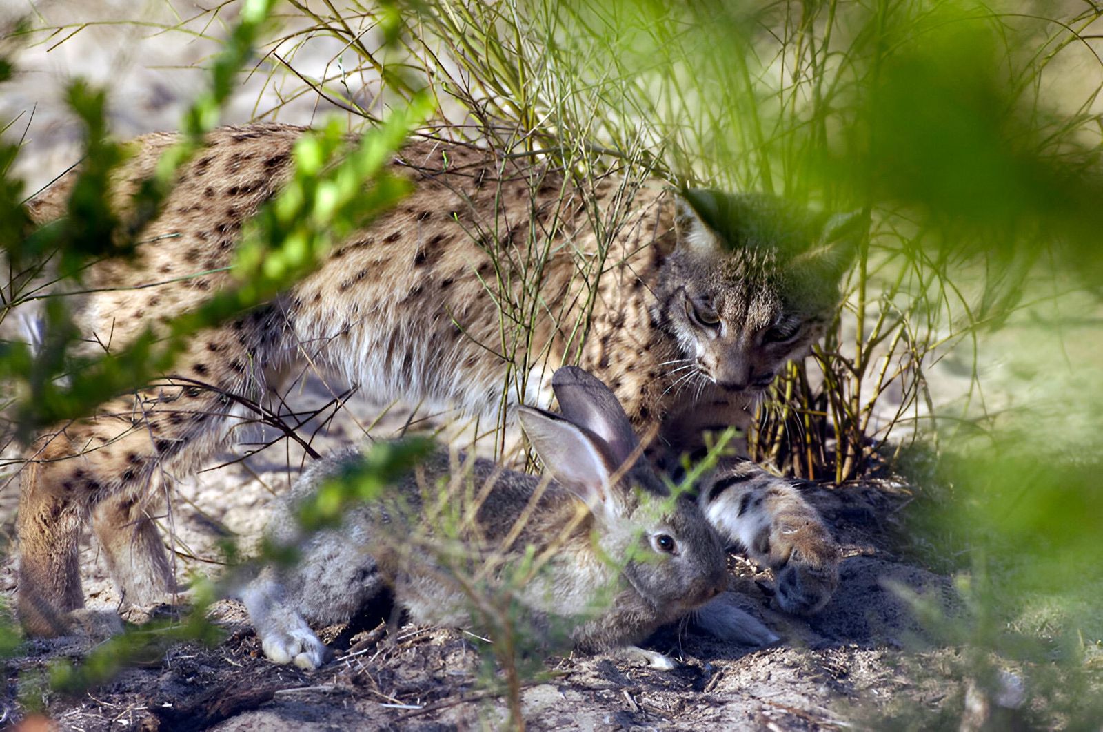 Parque Nacional de Doñana