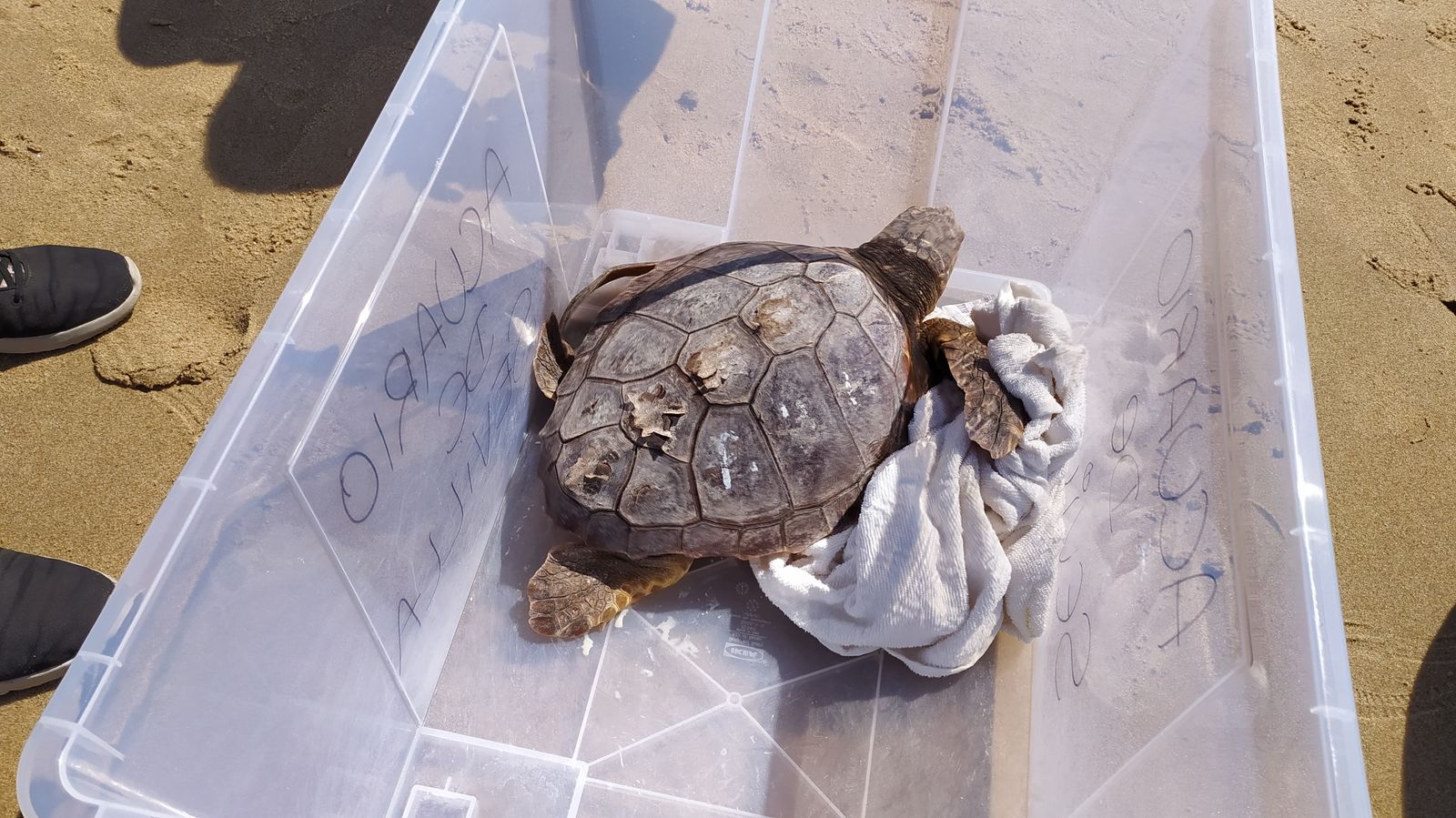 Suelta de tortugas marinas en la playa de Camposoto