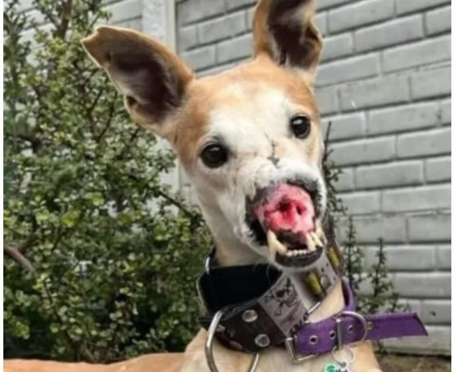 Voldemort: el perro que nadie quiere adoptar por no tener hocico