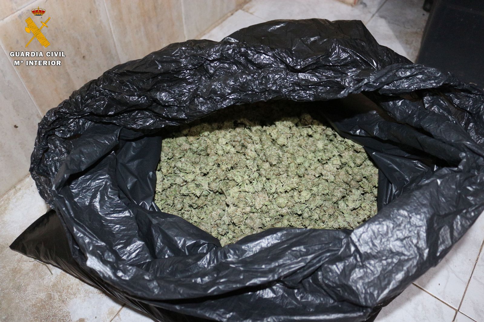 Cogollos de marihuana intervenidos por la Guardia Civil.