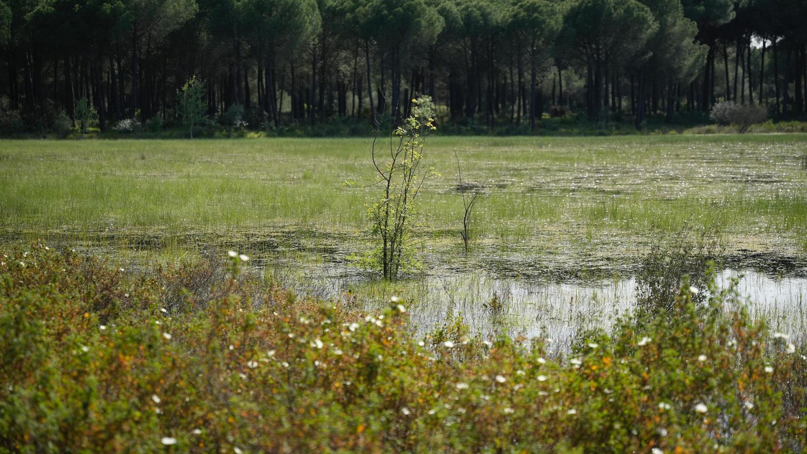 Estado de Doñana, en Hinojos, este lunes.