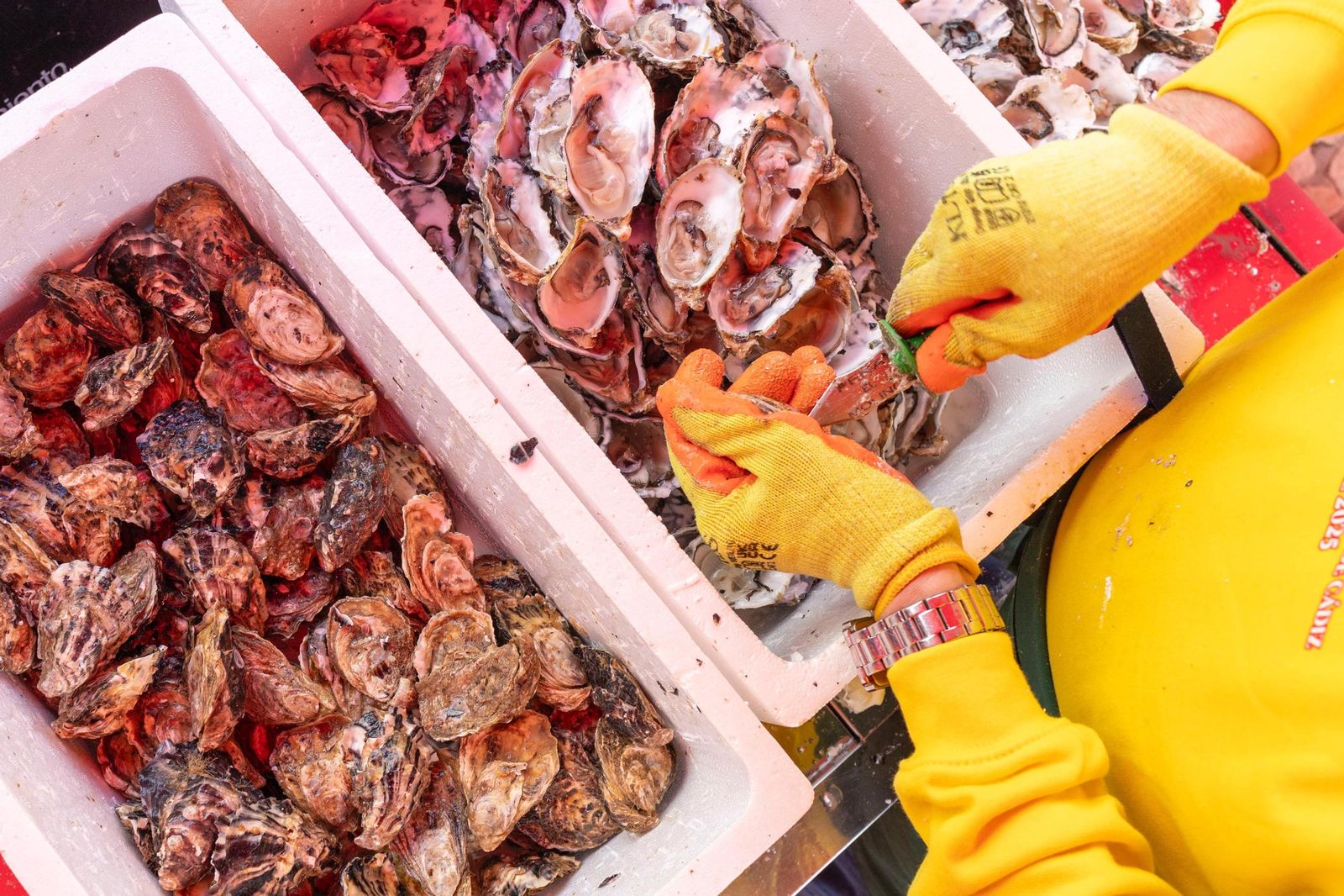 Imágenes de la Ostionada este domingo en San Antonio