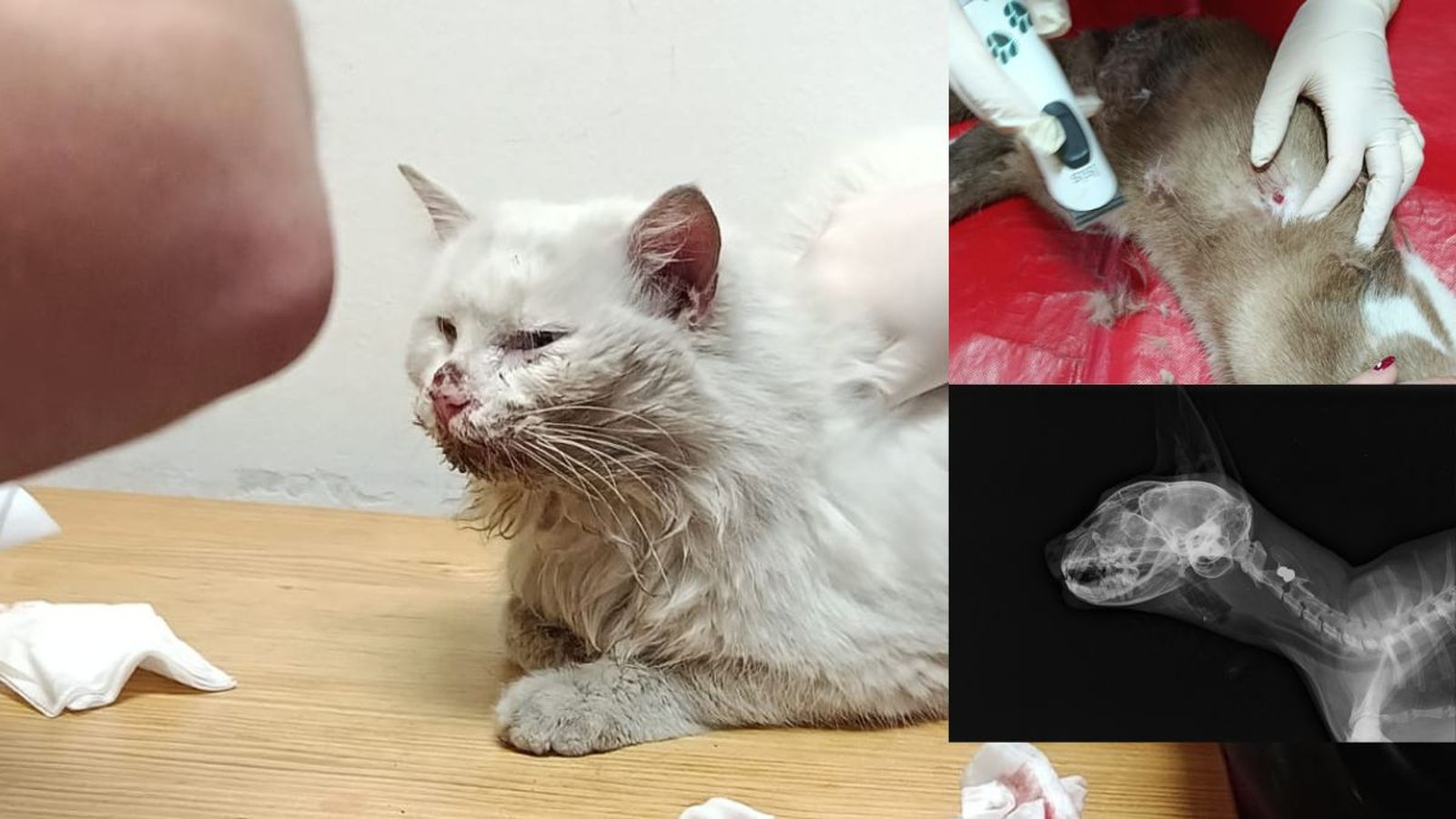 Estado en el que quedaron dos de los gatos de la colonia de Sabiote.