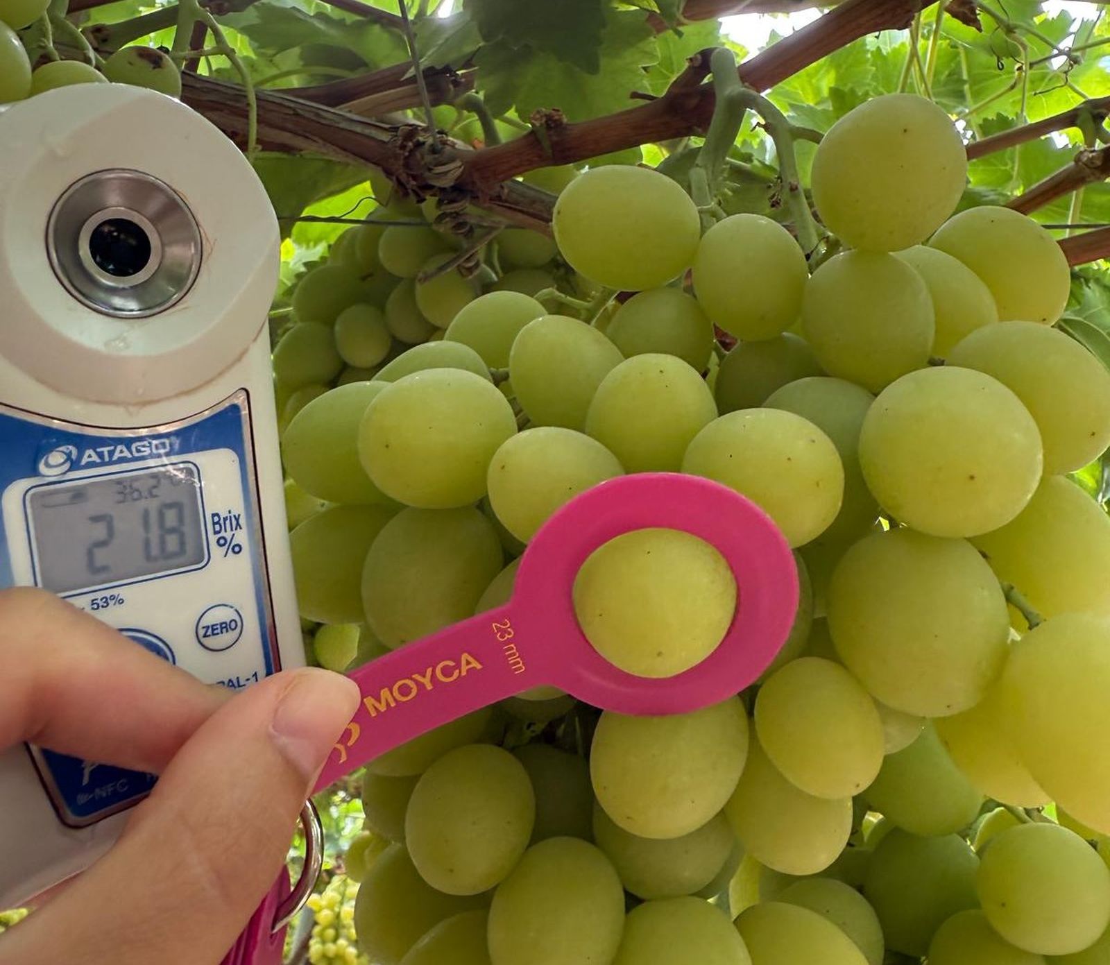 El control de calidad es un aspecto fundamental para Moyca.