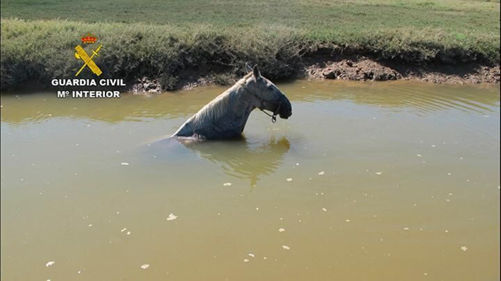 Imagen del caballo atrapado en el caño, con el cuerpo totalmente cubierto de agua antes de ser rescatado.