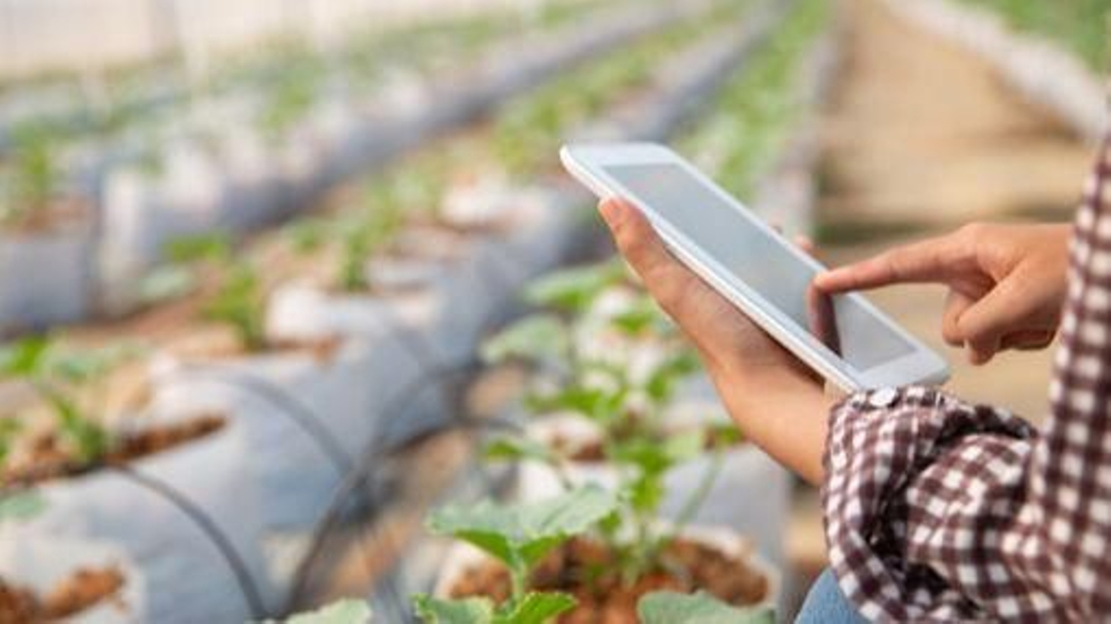 Tecnología y cultivo moderno en evolución constante