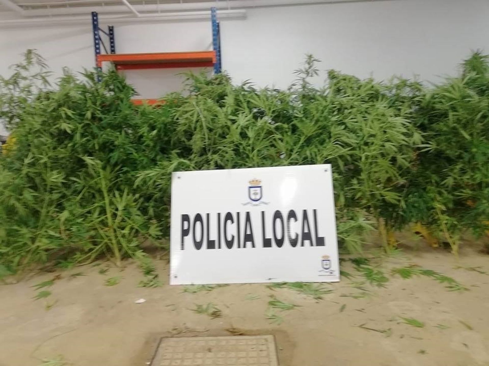 Marihuana intervenida en una vivienda de Lora del Río.