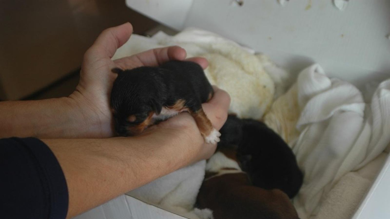 Investigado un hombre de 77 años por maltrato animal tras abandonar tres cachorros en una bolsa