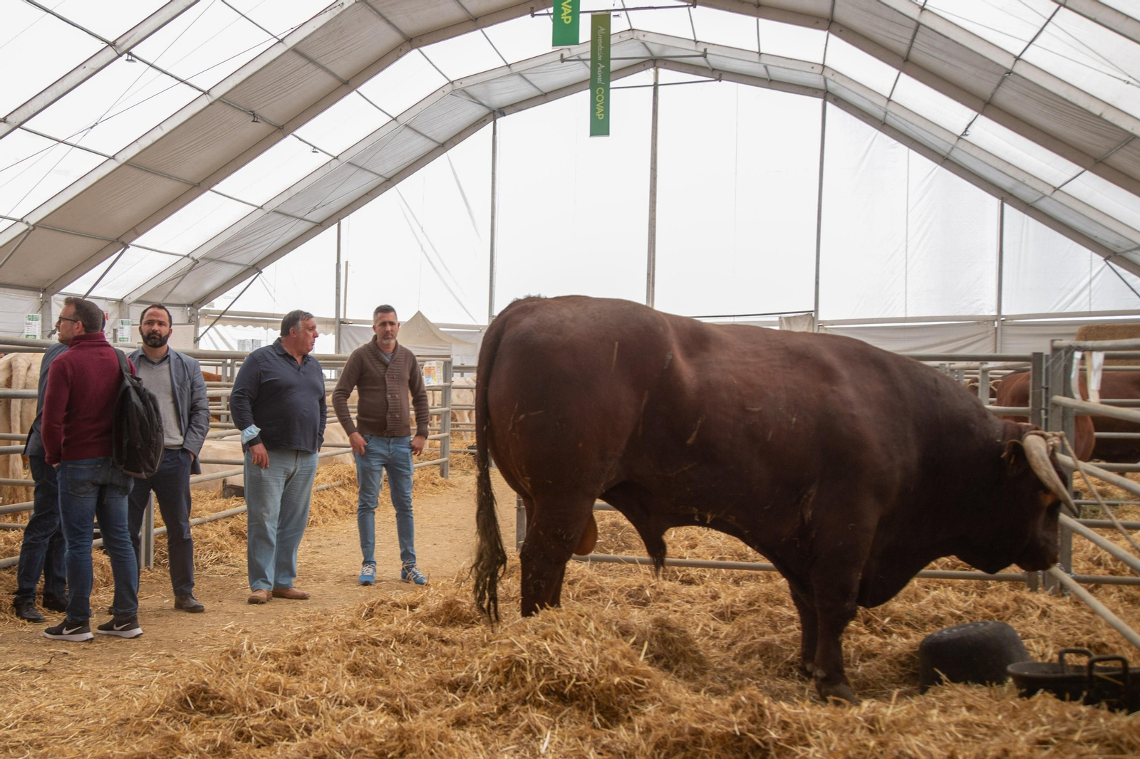 Un recorrido en fotografías por la Feria Agroganadera de Los Pedroches