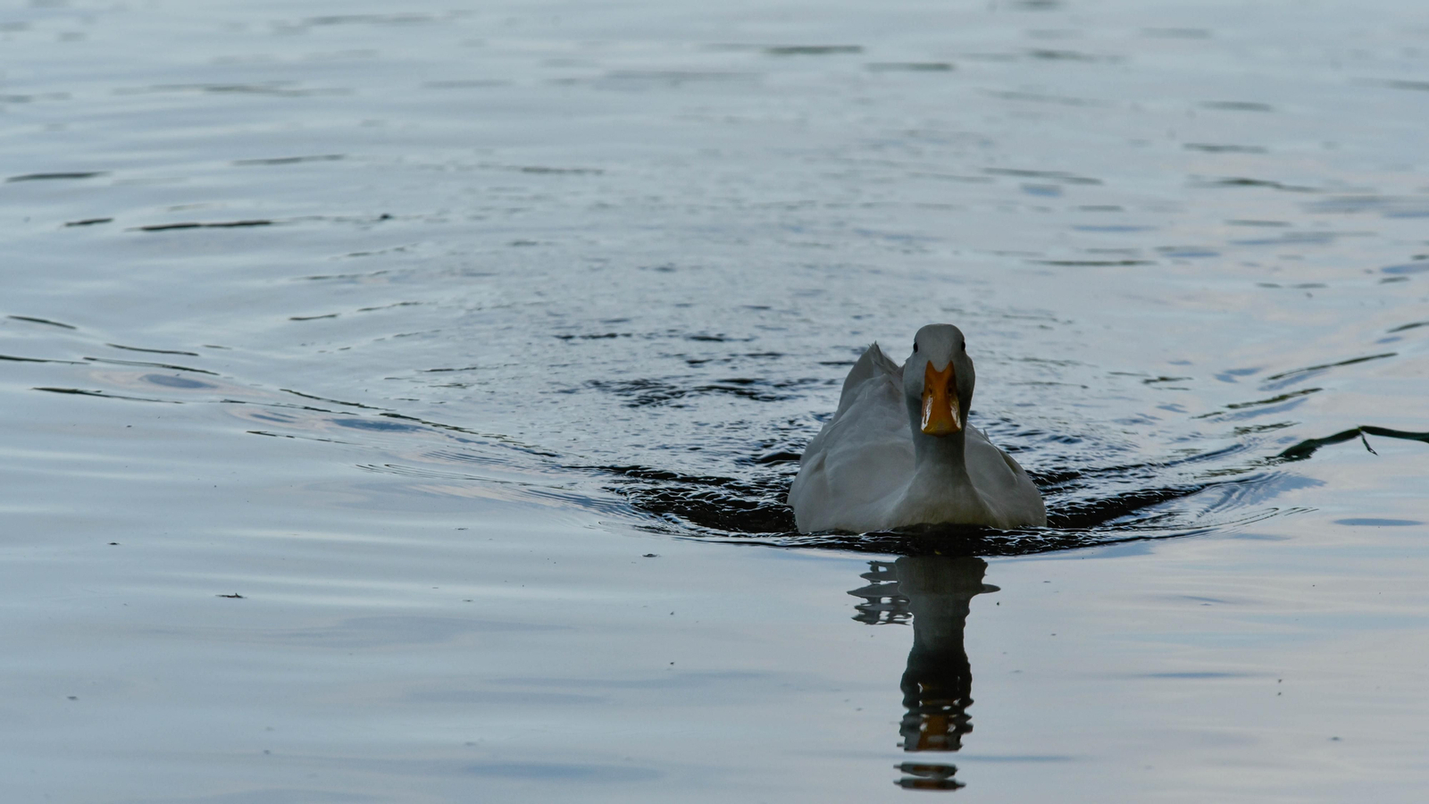 Ruta en kayak por El Palmones