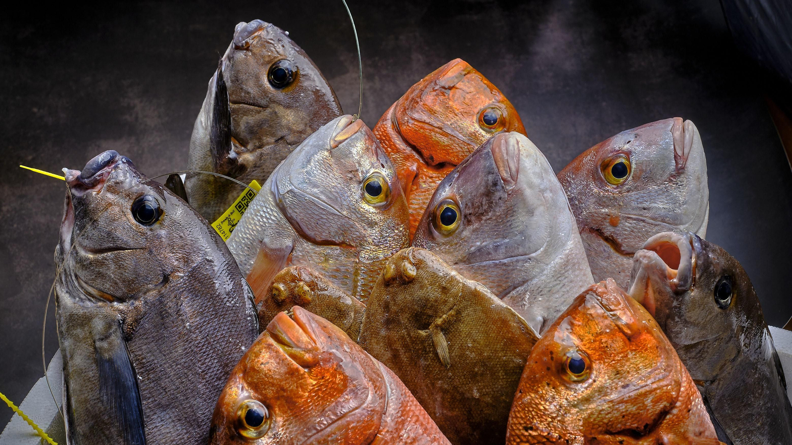 Pescado de Cádiz