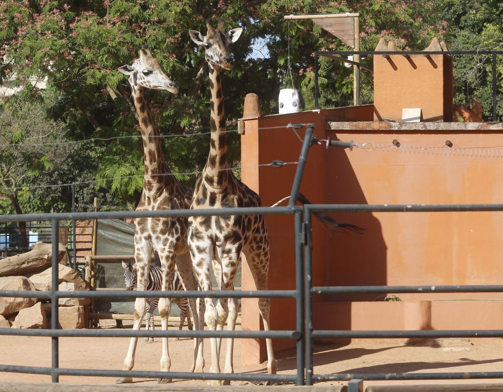 Las fotografías de la reapertura del Zoo de Córdoba tras el coronavirus