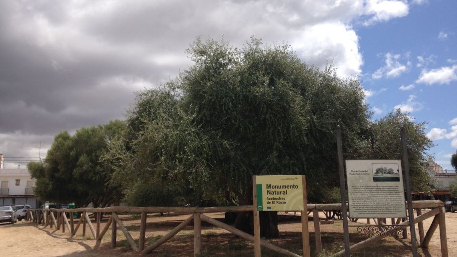 Monumento Natural Acebuches del Rocío
