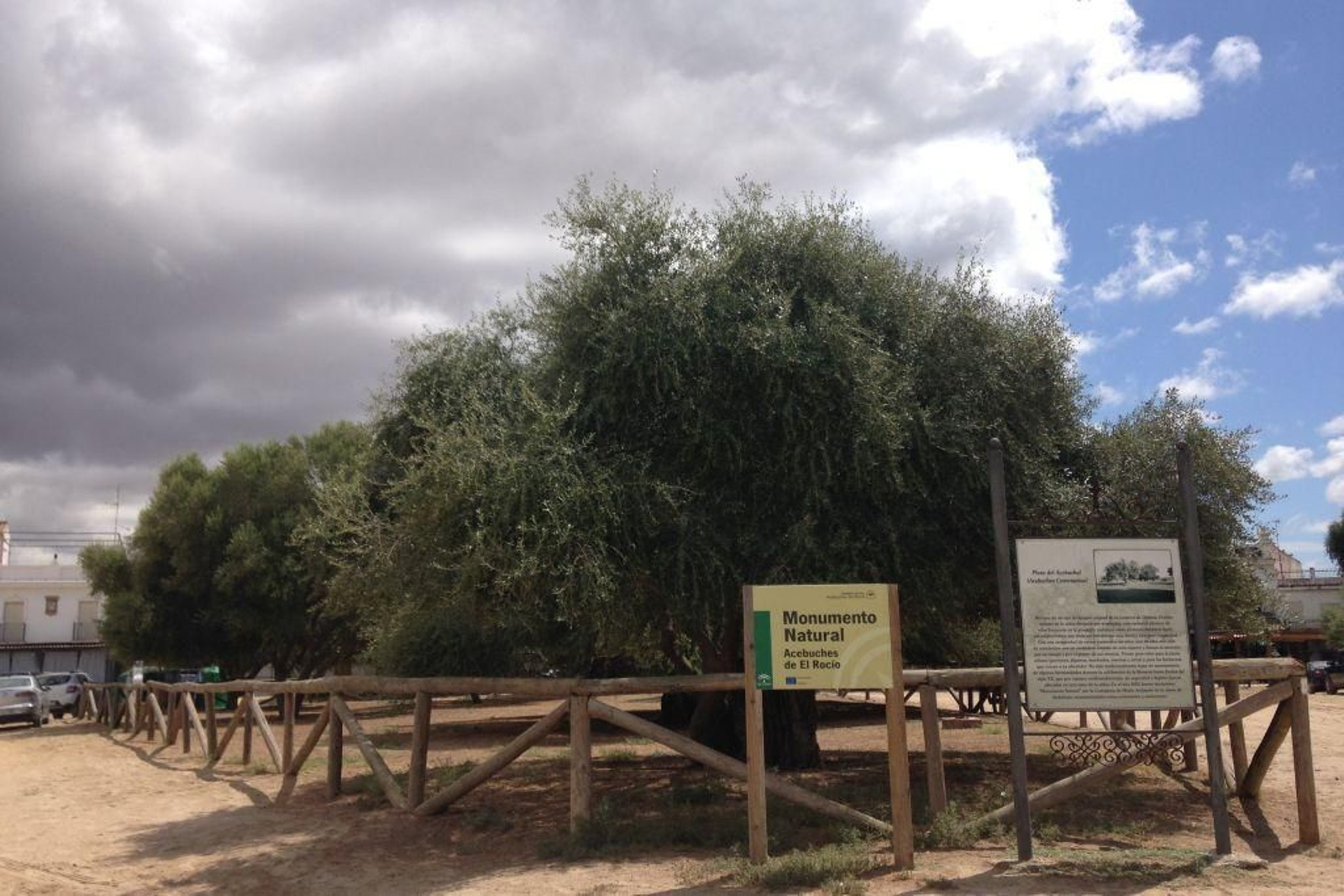 Monumento Natural Acebuches del Rocío
