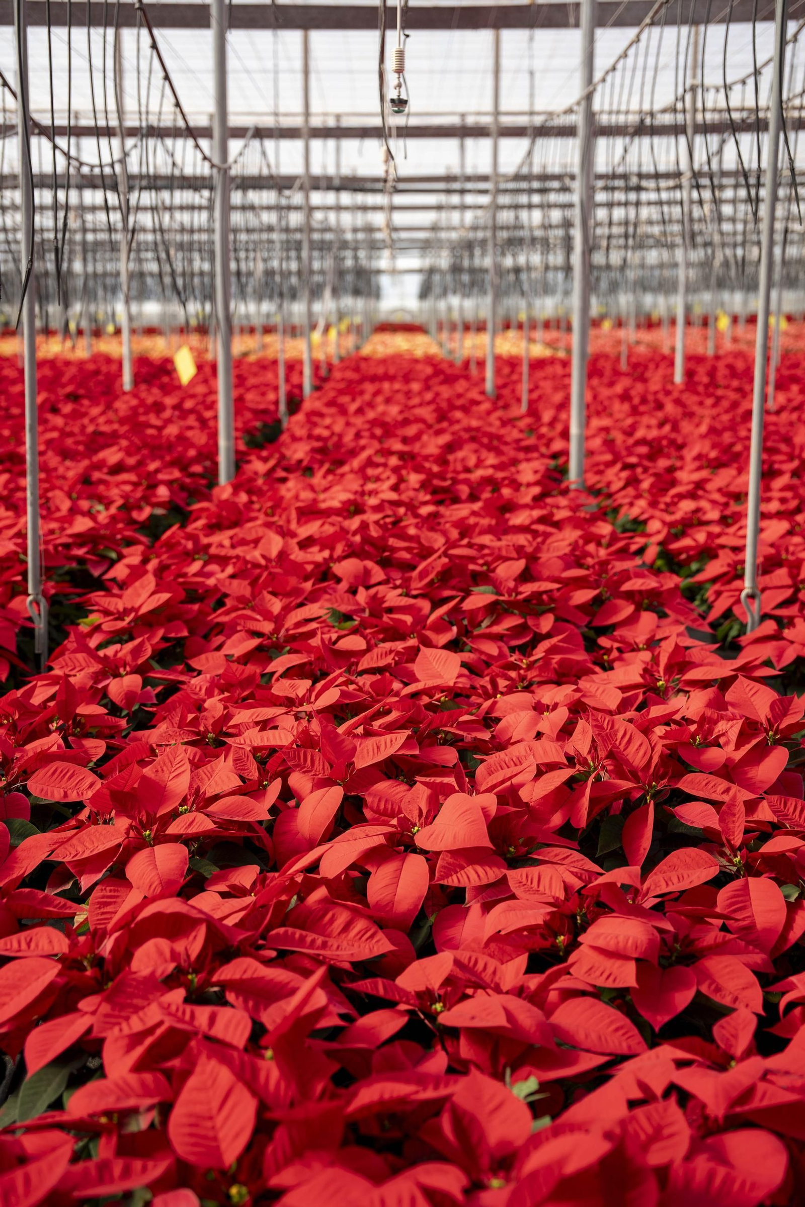 Así son las flores de pascua de SolísPlant, en imágenes