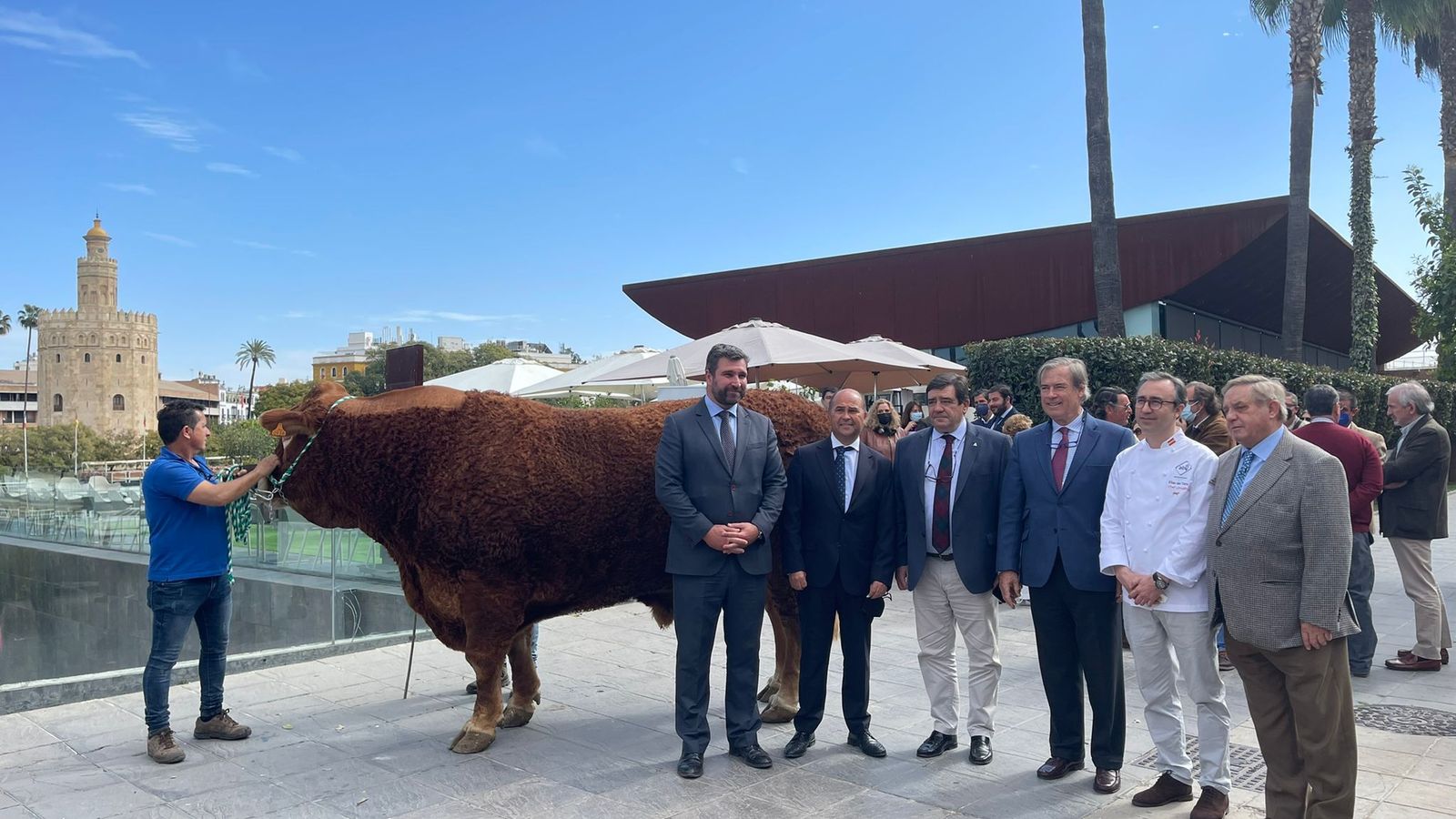 'Limonero', el toro campeón de España de la raza limusina, en Abades Triana
