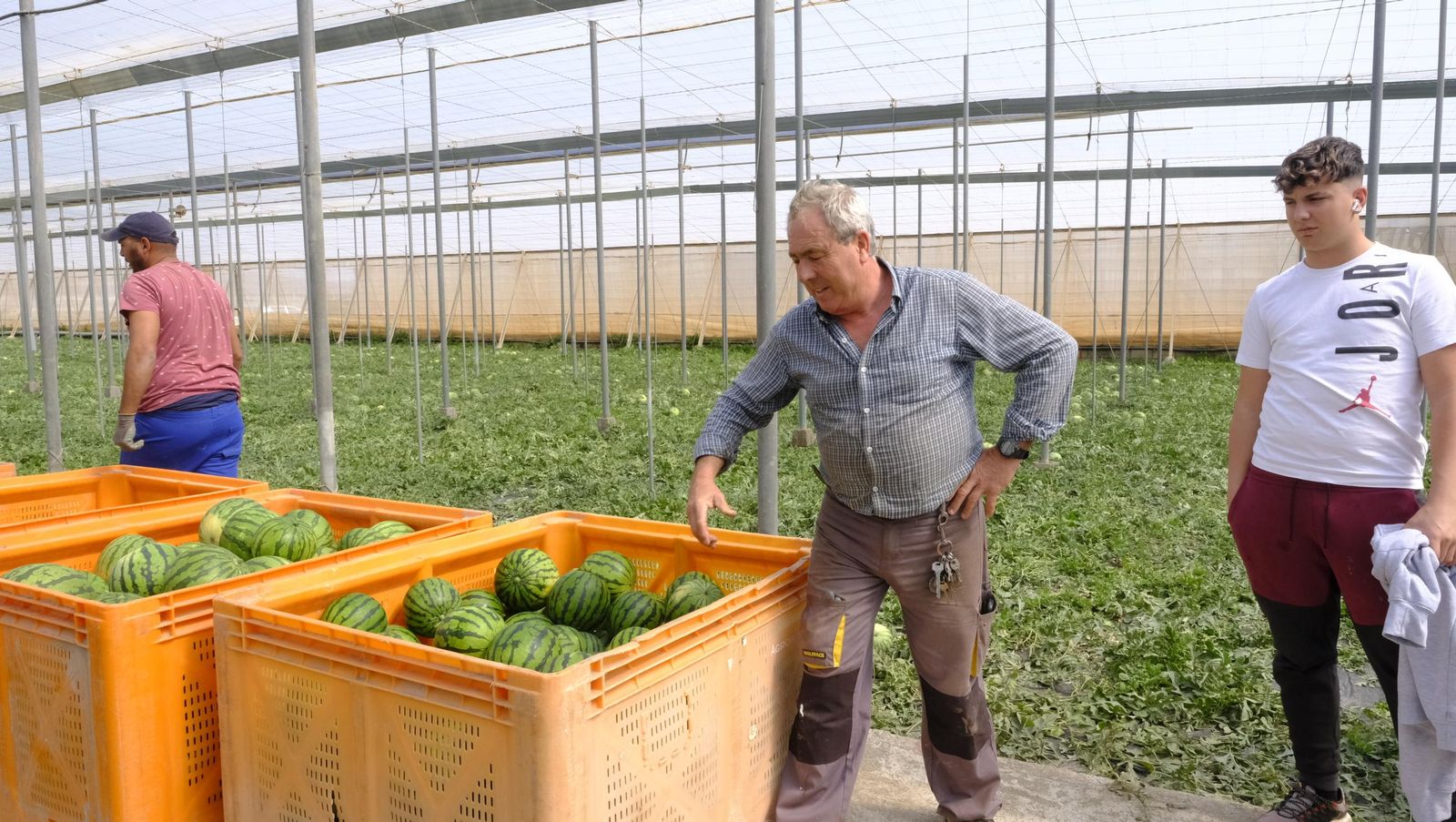 Imágenes de las primeras sandías que salen de Almería esta campaña