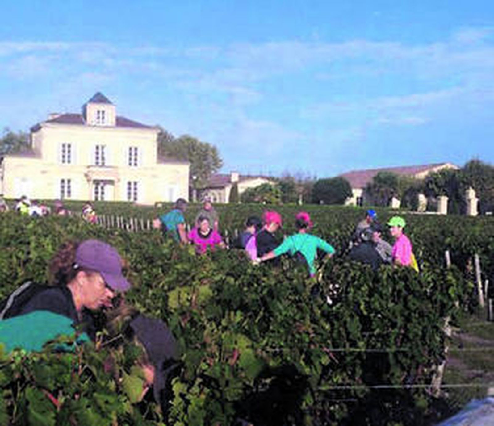 Sevilla en Francia. Los pruneños acuden cada año a la recogida de la uva para elaborar uno de los morapios más selectos del país vecino, el Château Montrose.