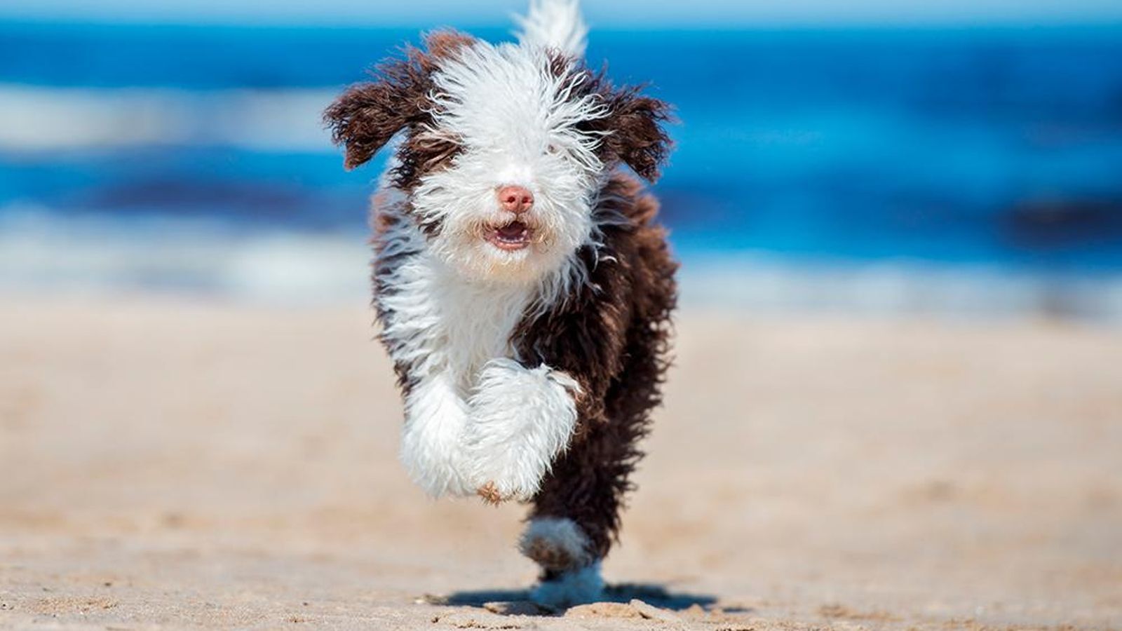 Perro de agua-nfnatcane