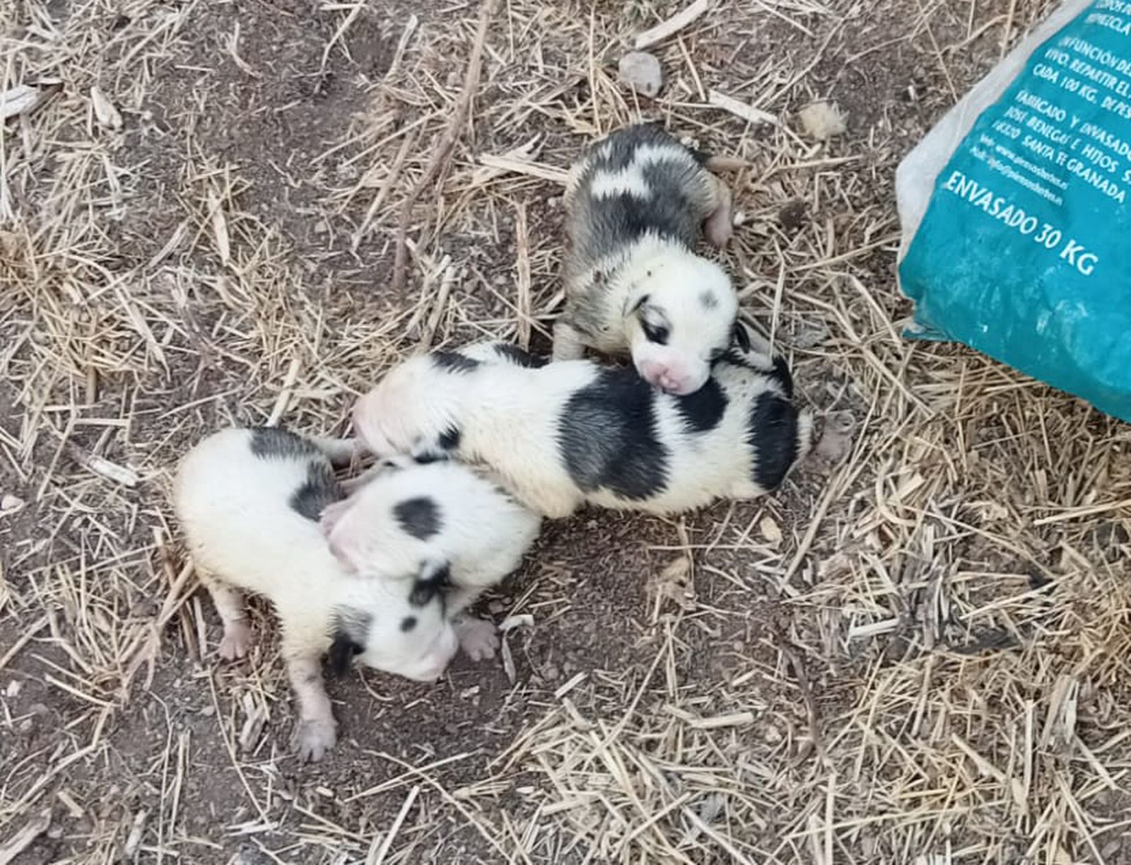 Los animales rescatados.