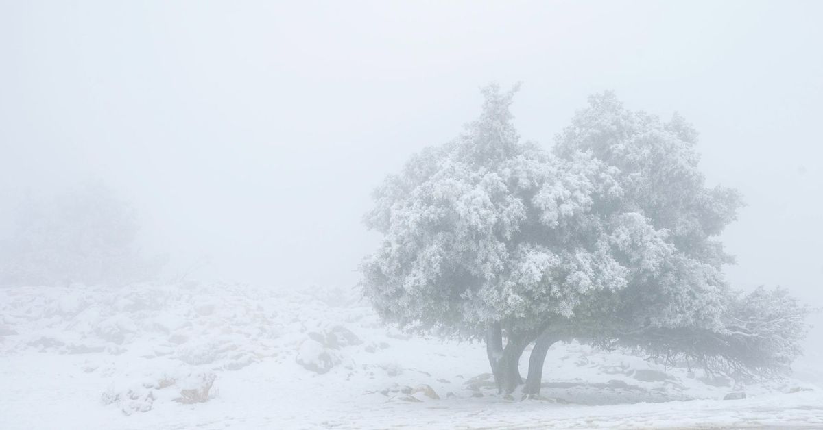 Estampa navideña en la Sierra de Cazorla con la nieve como protagonista, en imágenes
