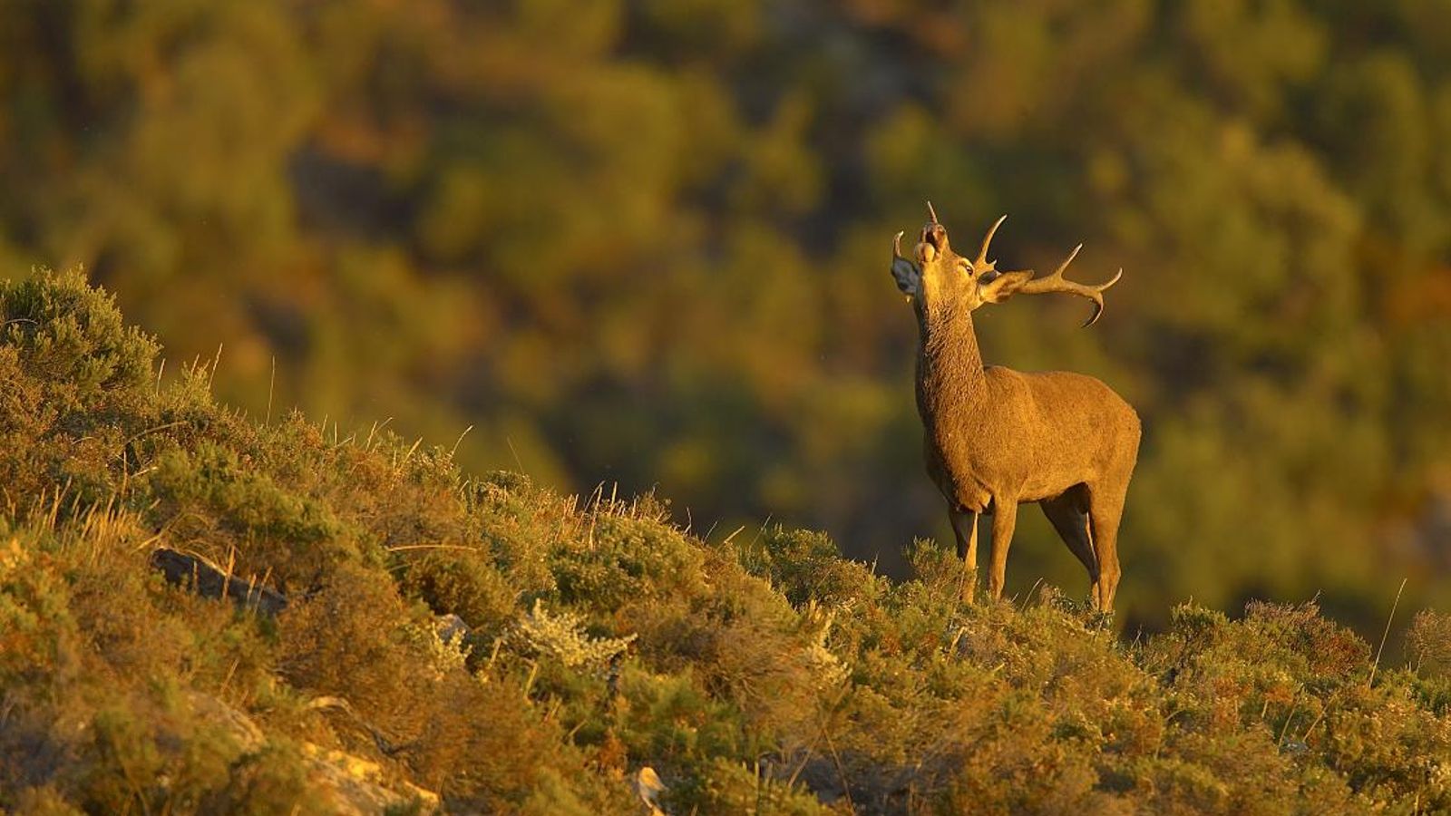Variedad de fauna en el Parque Natural de Los Alcornocales.