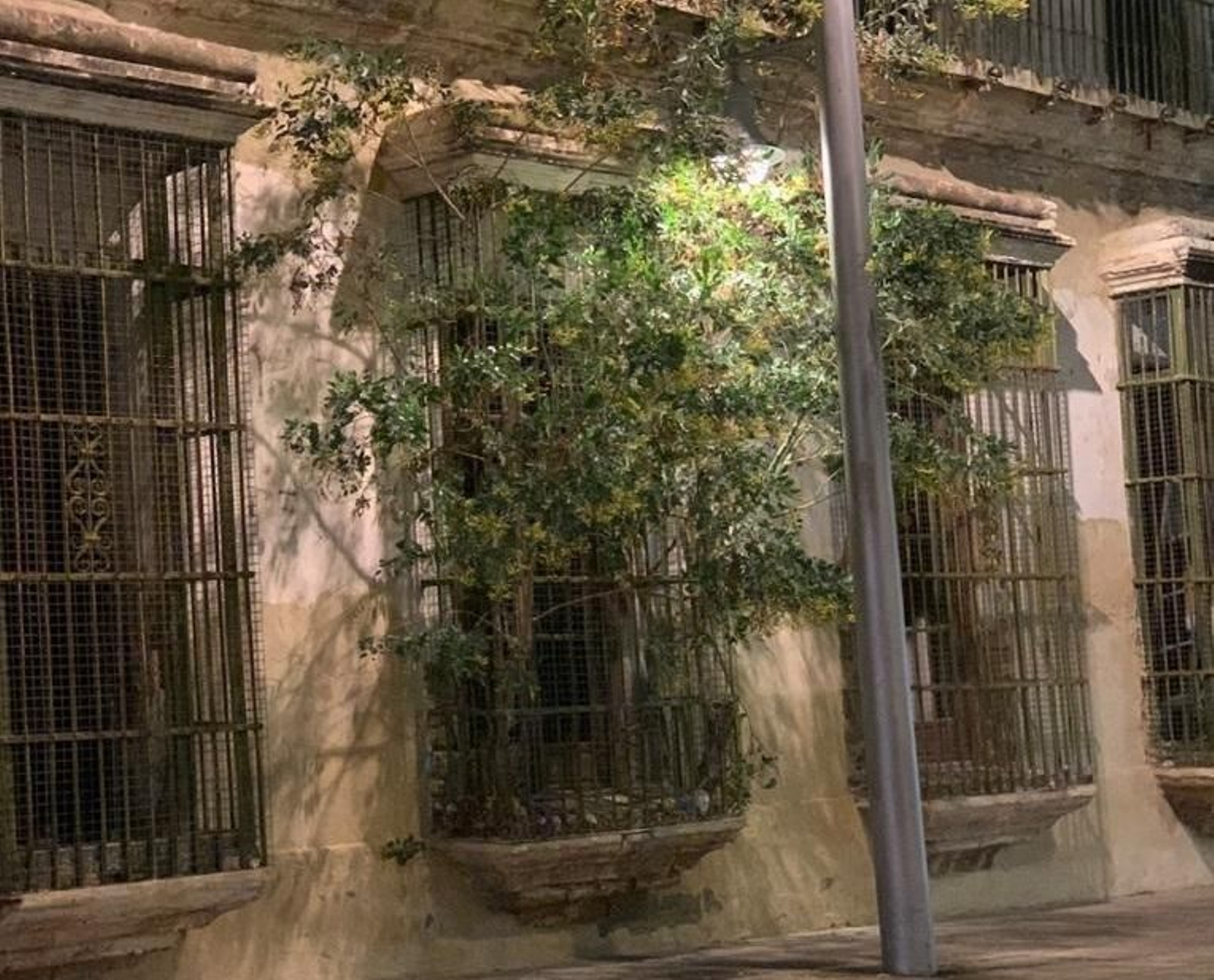 Vegetación que ha crecido en el interior de la finca de la Cruz Roja, saliendo por un cierro.