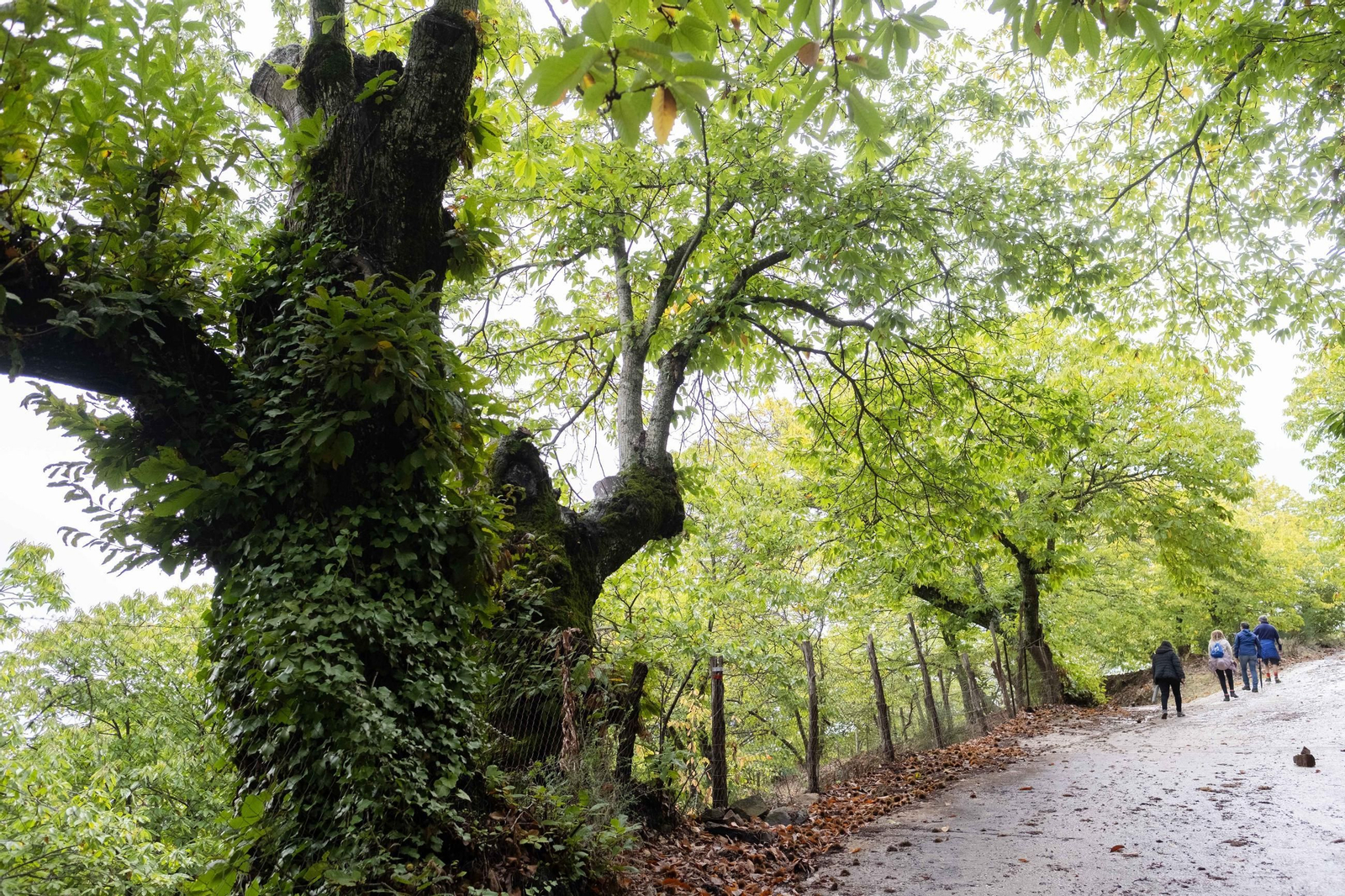 El Bosque de Cobre del Valle del Genal, en fotos
