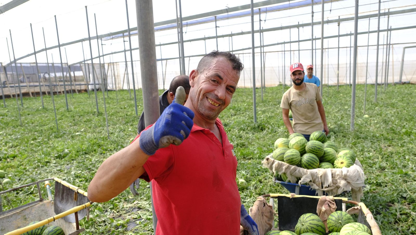 Imágenes de las primeras sandías que salen de Almería esta campaña