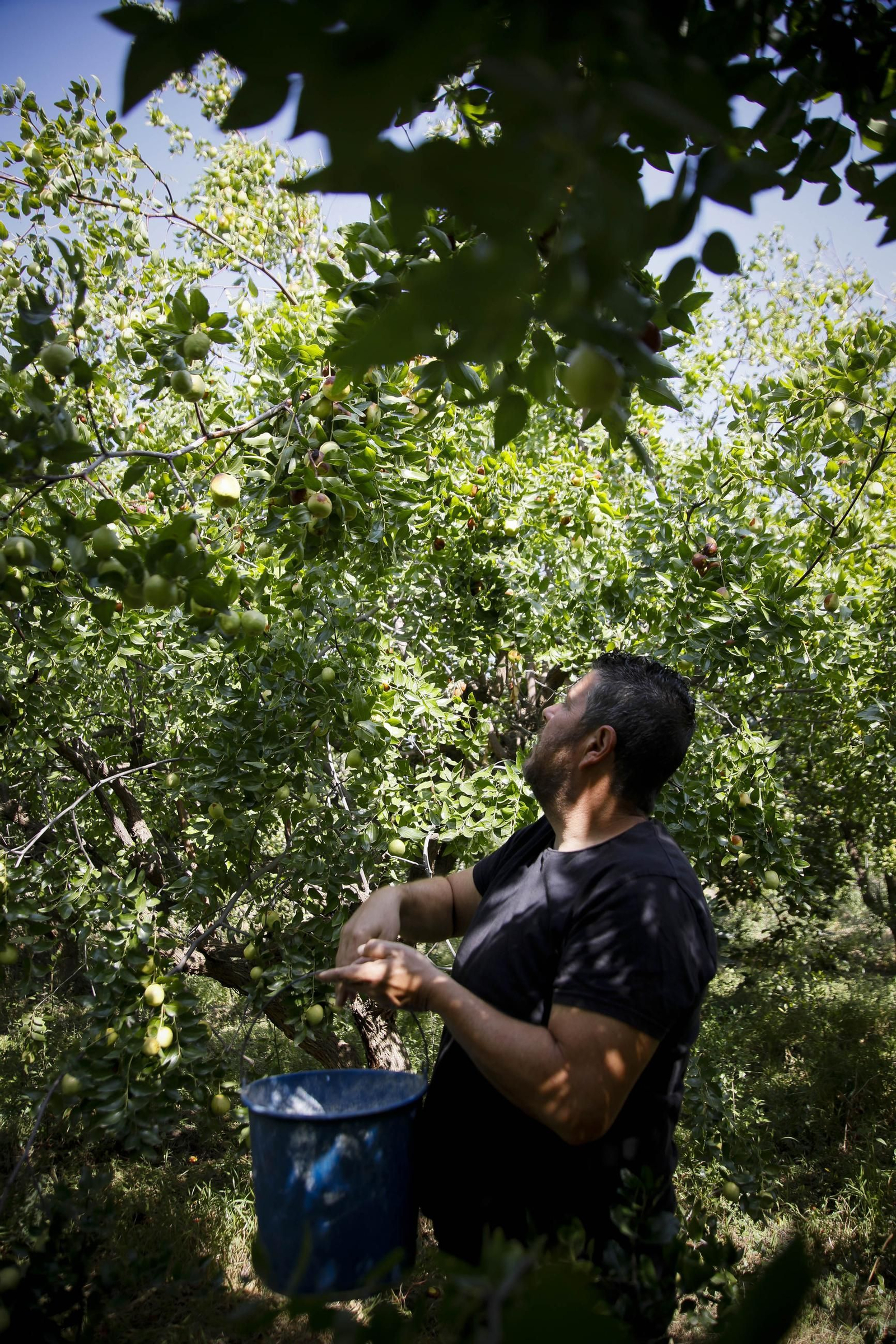 Imágenes del cultivo de azufaifas en Abrucena