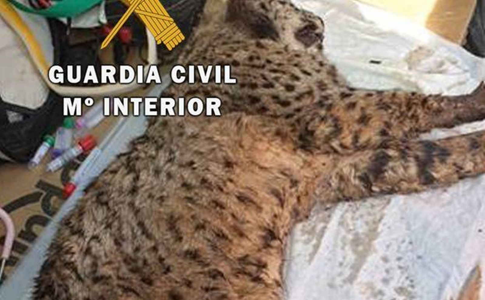 Trasladan a Granada a un lince ibérico herido para su recuperación