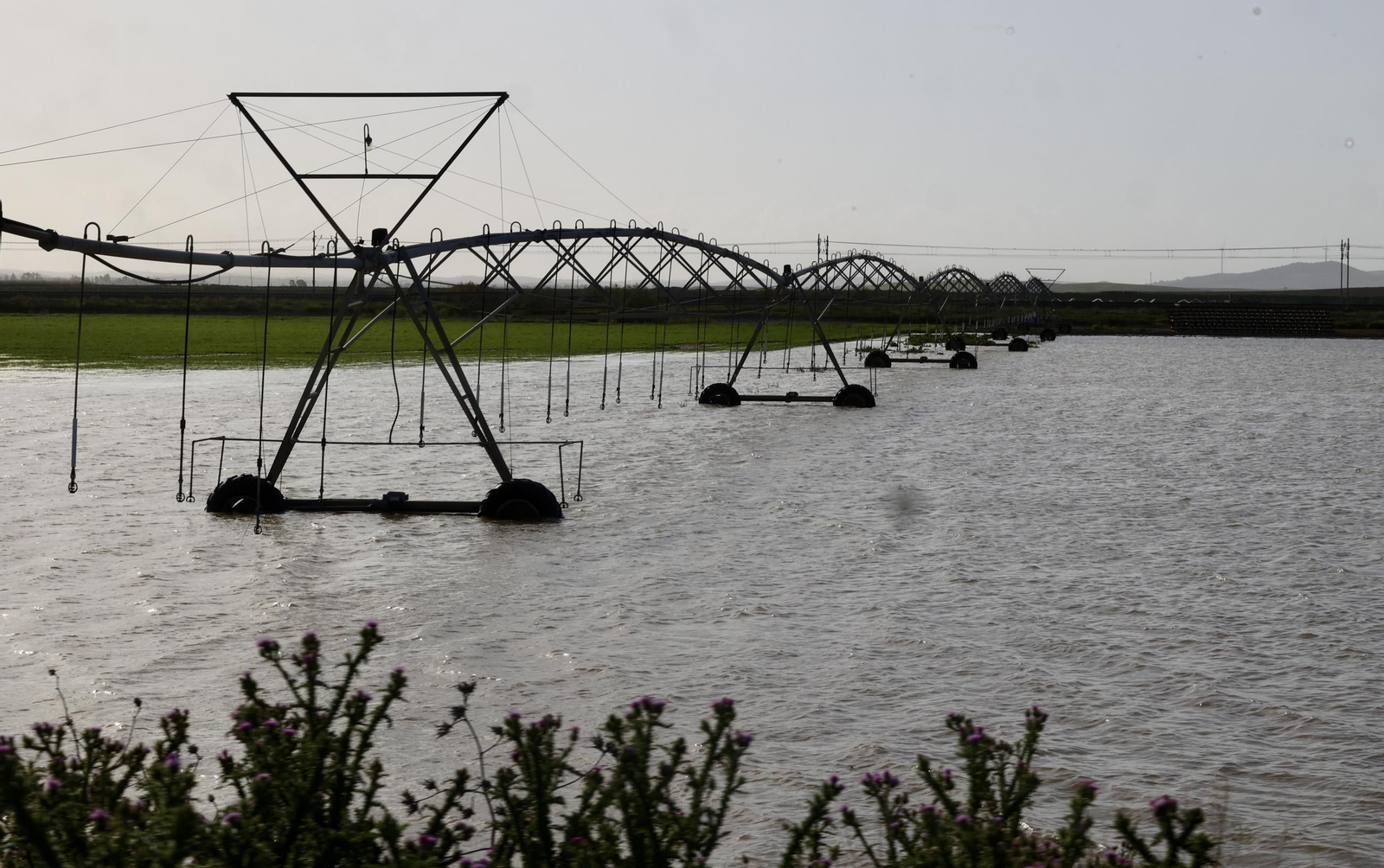 El campo en Lebrija inundado tras las lluvias
