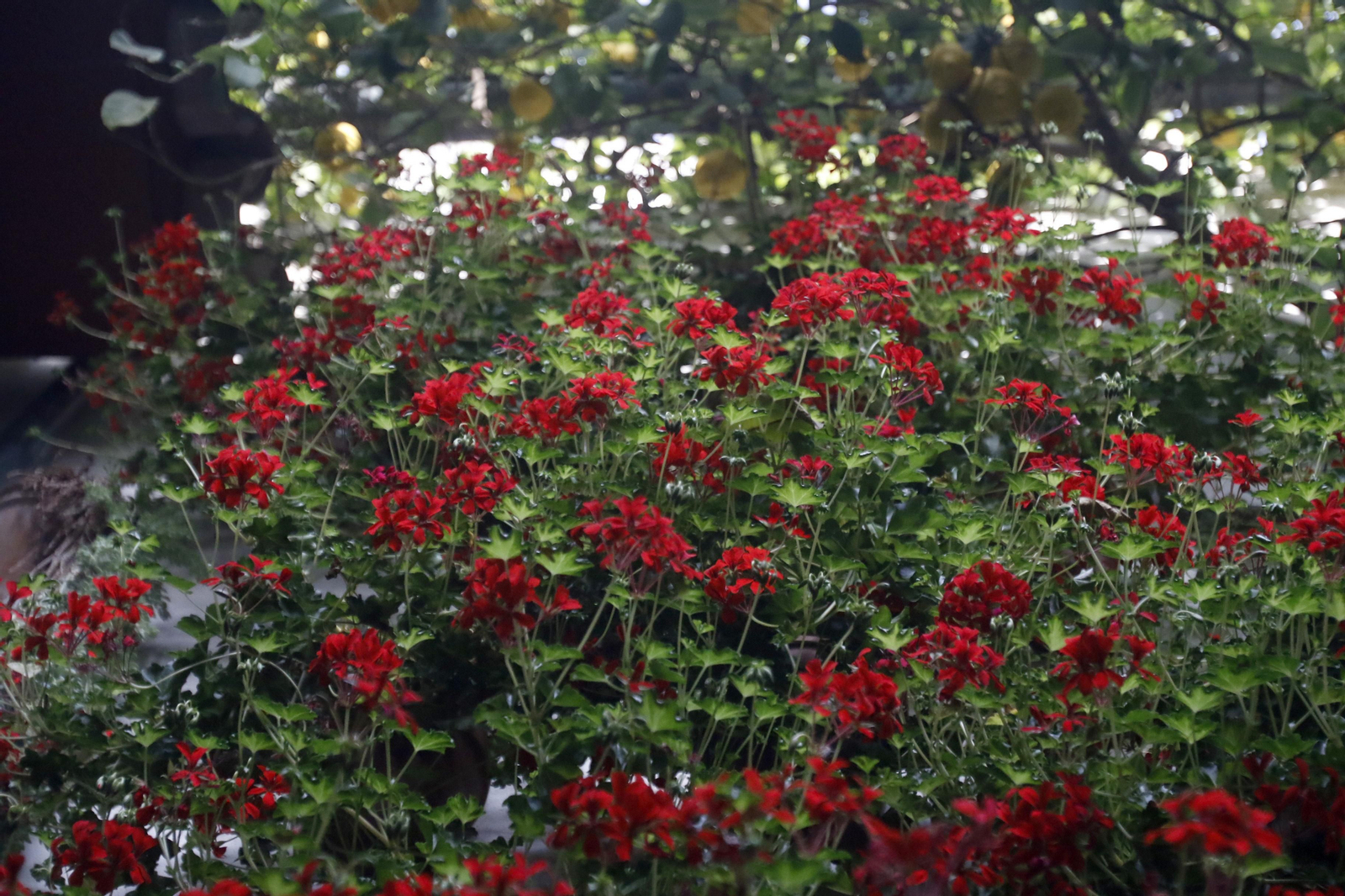 Patio de Maese Luis, 22.