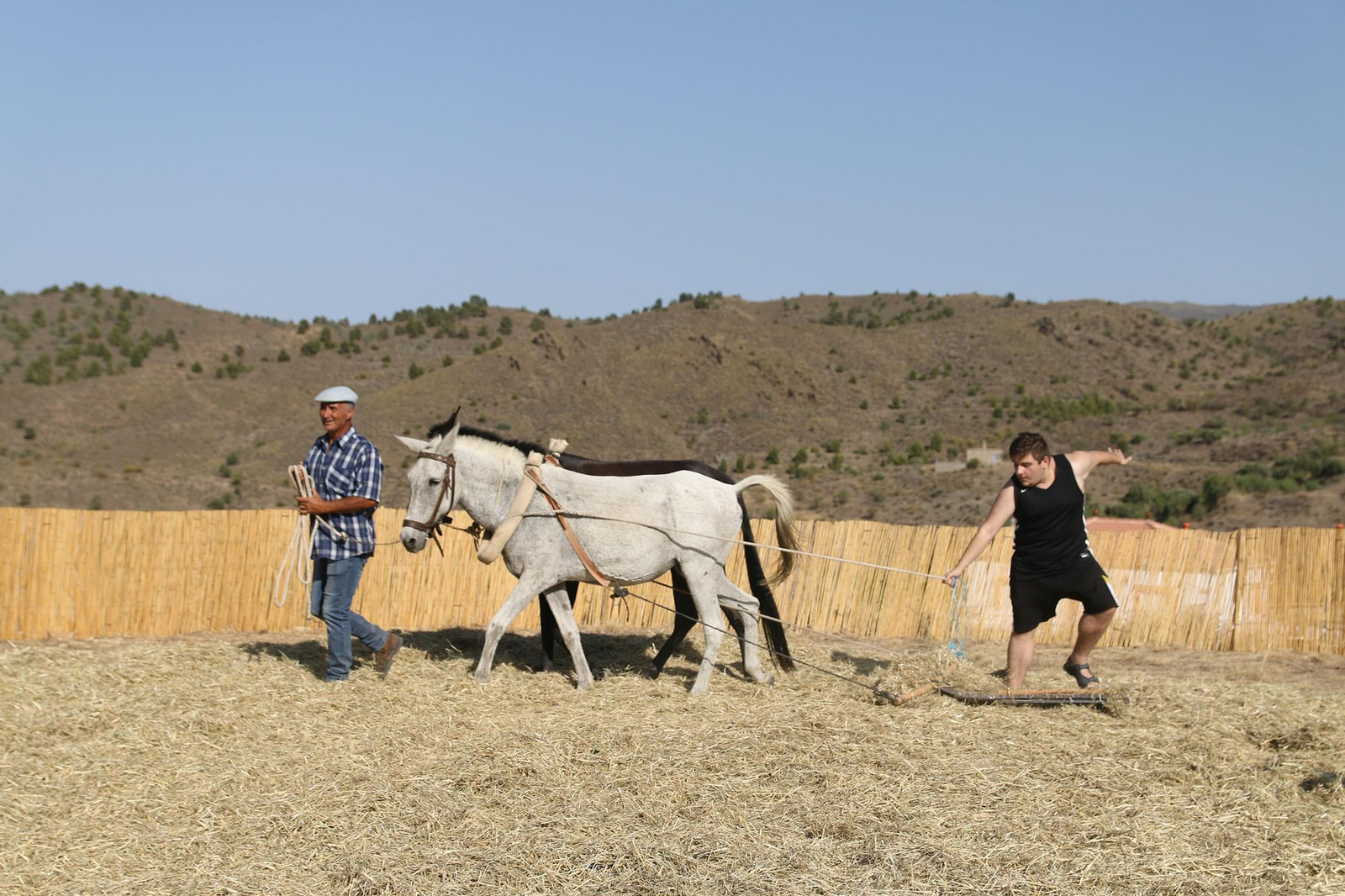 La fiesta de la trilla de Abla