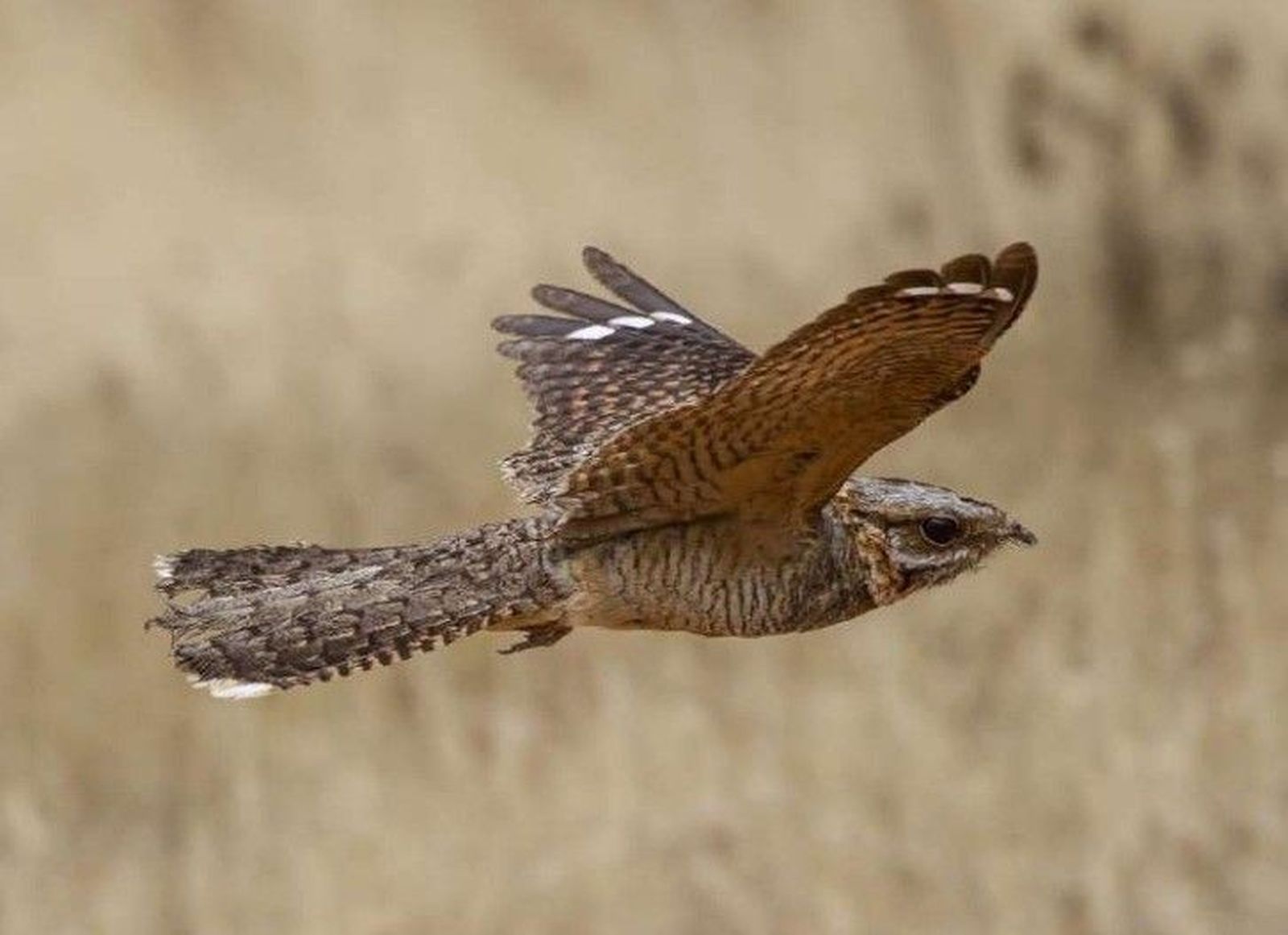 Un ejemplar del ave del estudio de la Estación Biológica de Doñana.