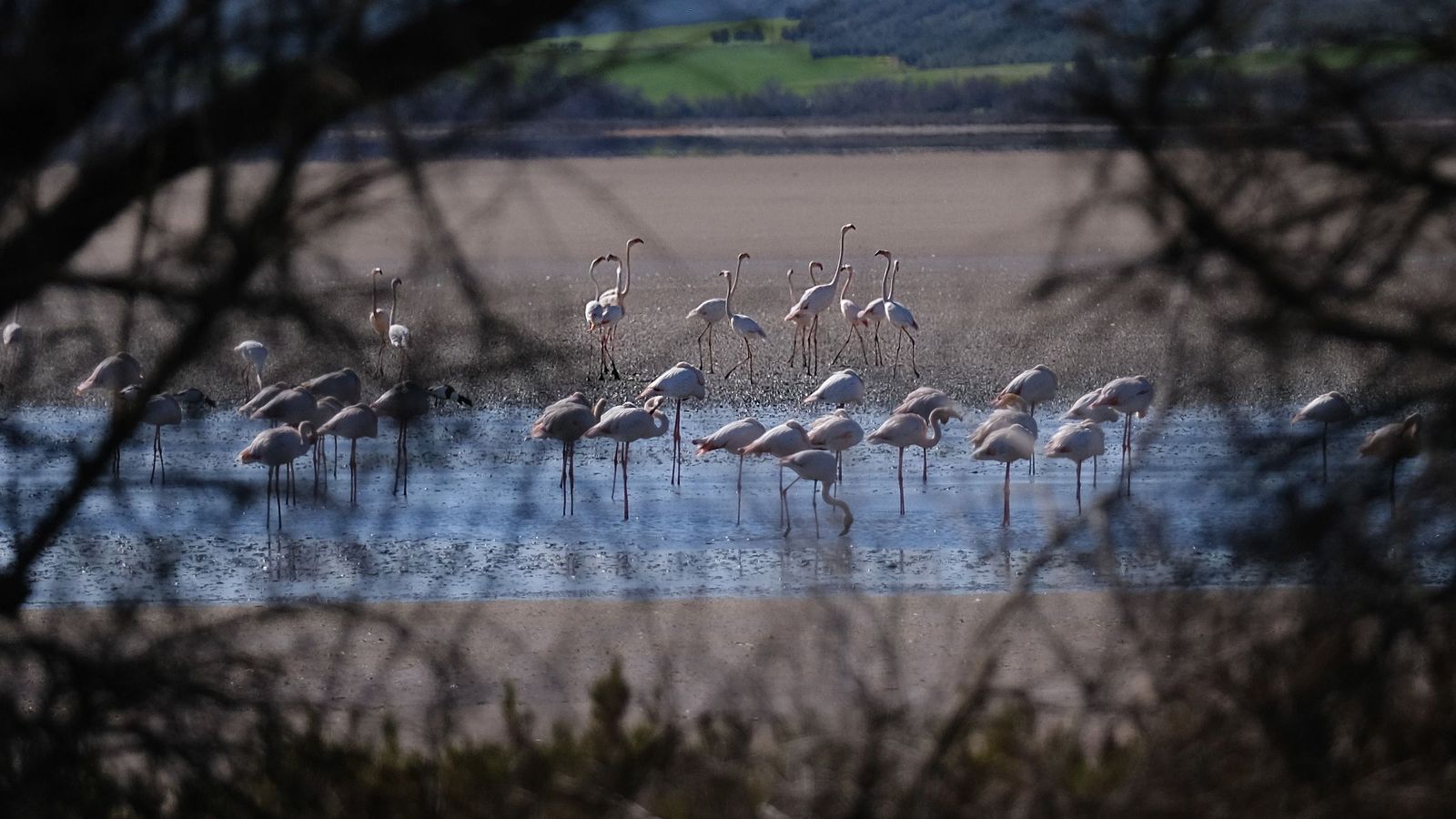 La Laguna de Fuente de Piedra.