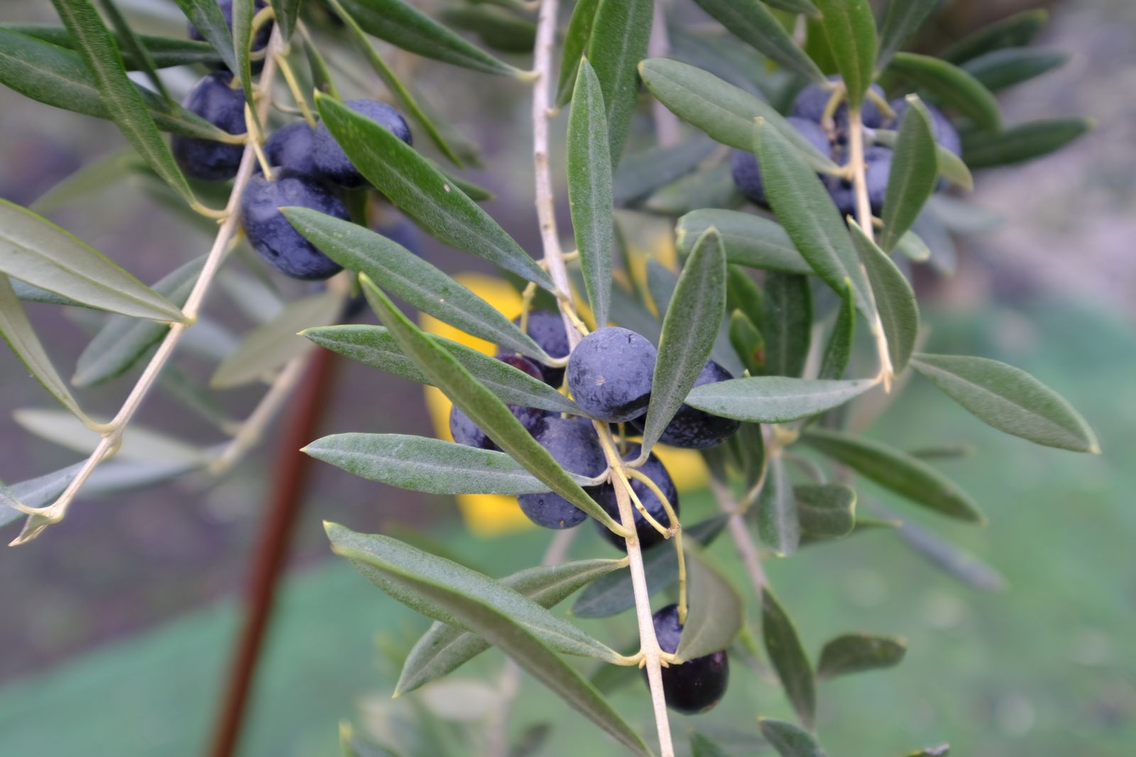 Fotogalería recolección aceituna en Abla. Almería
