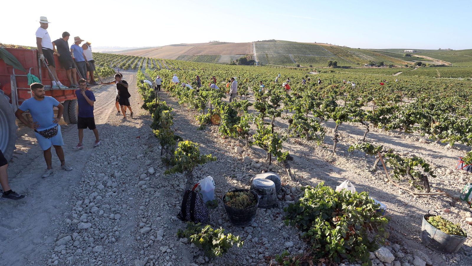 Vendimia a mano en la Viña El Caribe en Jerez